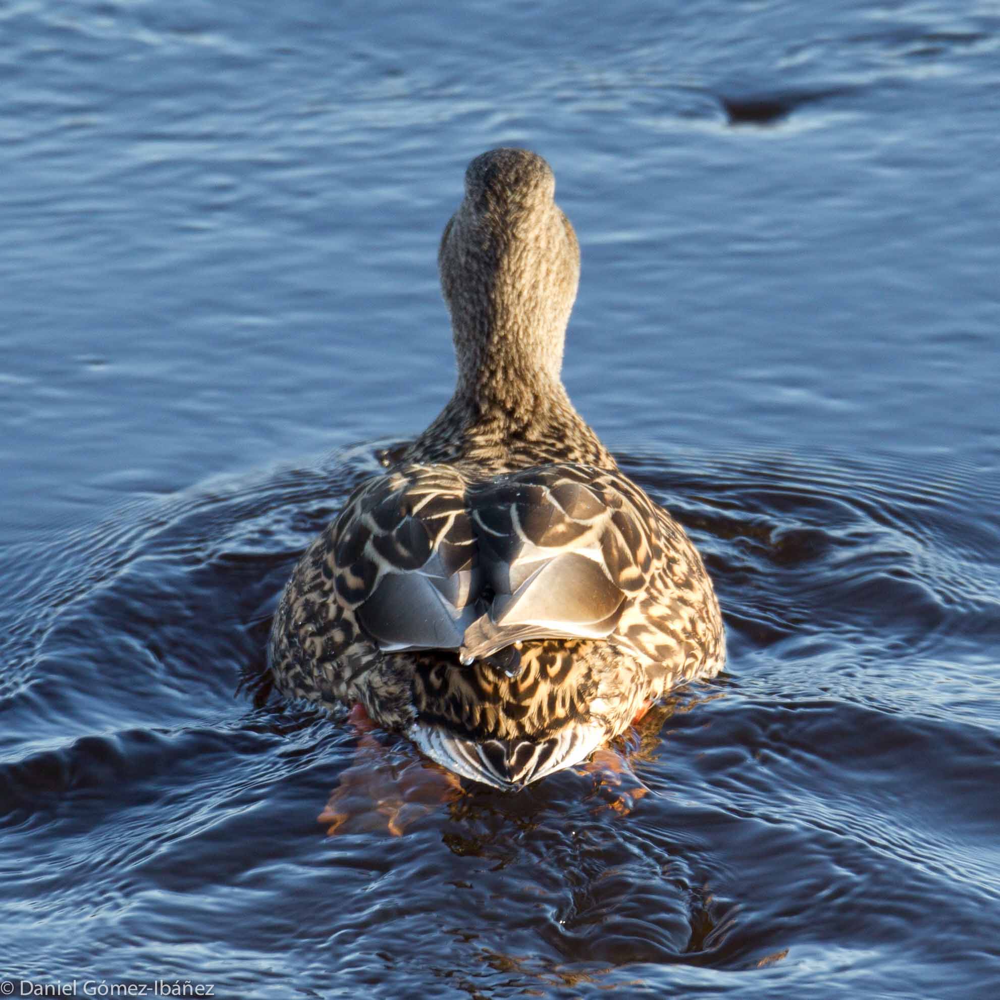 Mallard (Anas platyrhynchos) female [January, Wisconsin, USA]