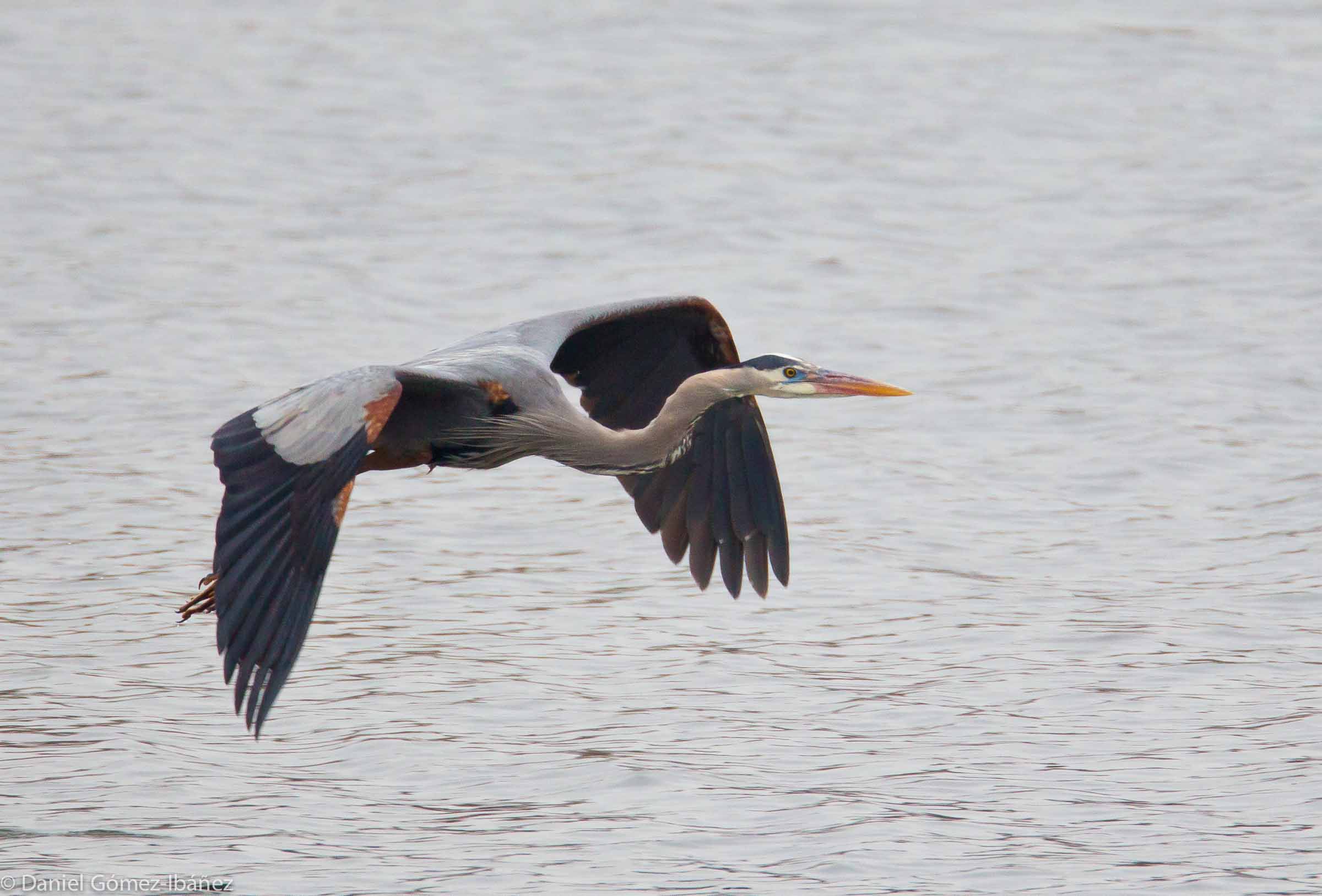 Great Blue Heron (Ardea herodias) April [Wisconsin, USA]