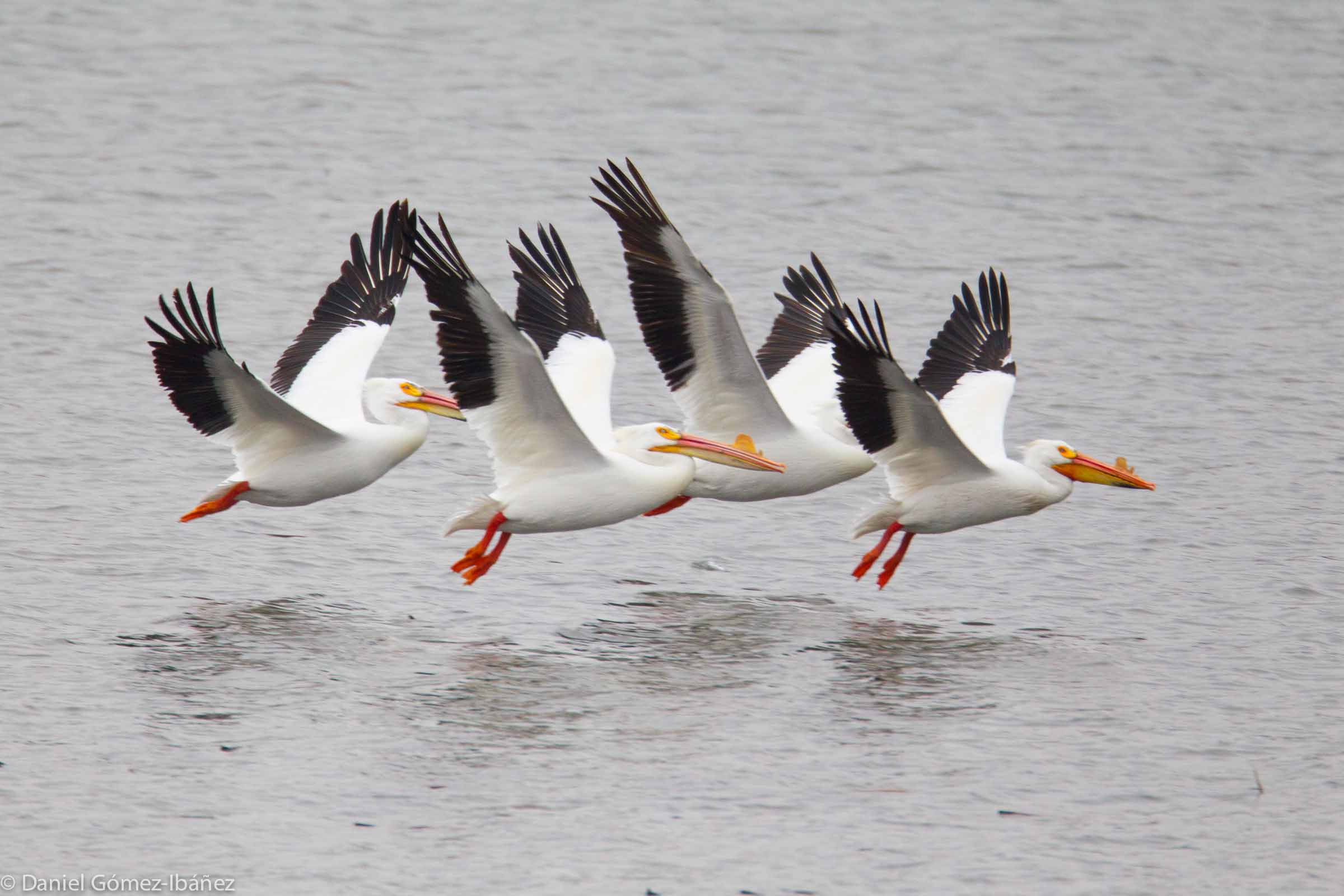 American White Pelicans (Pelicanus erythrorhynchos) April [Wisconsin, USA]