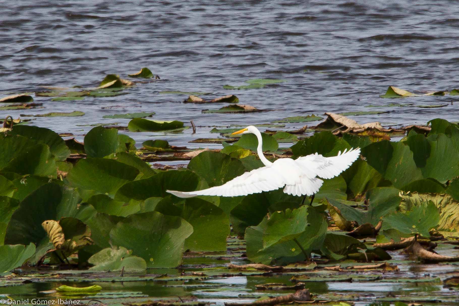 Great Egret (Ardea alba), September [Wisconsin, USA]