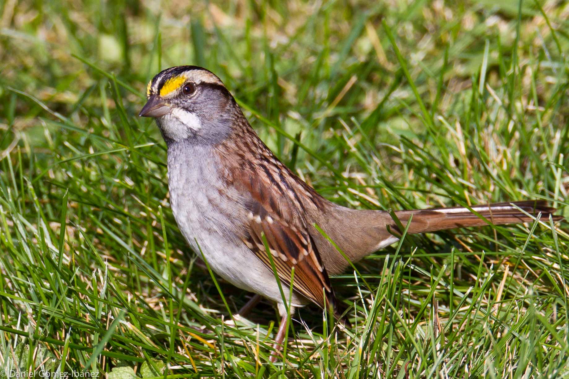 Savannah Sparrow (Passerculus sandwichensis) October [Wisconsin, USA]