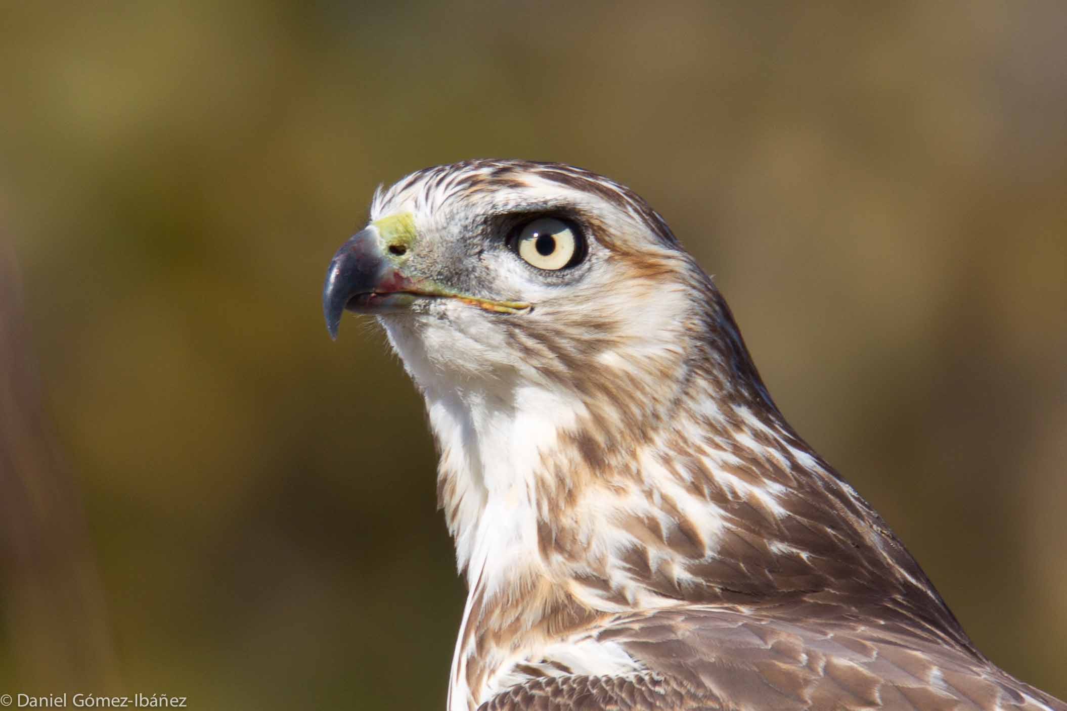 Uncertain identification -- perhaps a juvenile Cooper's Hawk. [October, Wisconsin, USA]