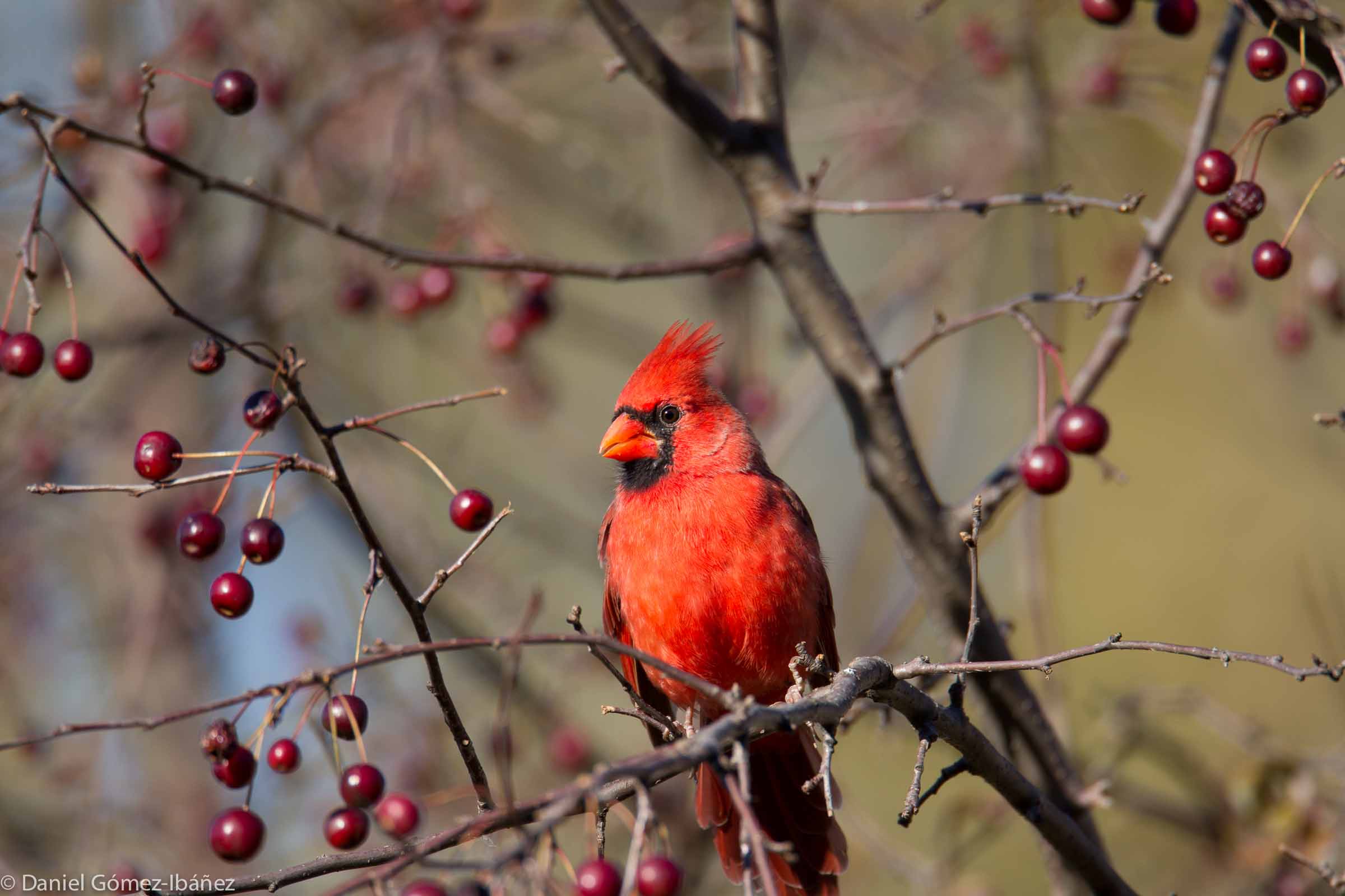 Northern Cardinal (Cardinalis cardinalis) [October, Wisconsin, USA]