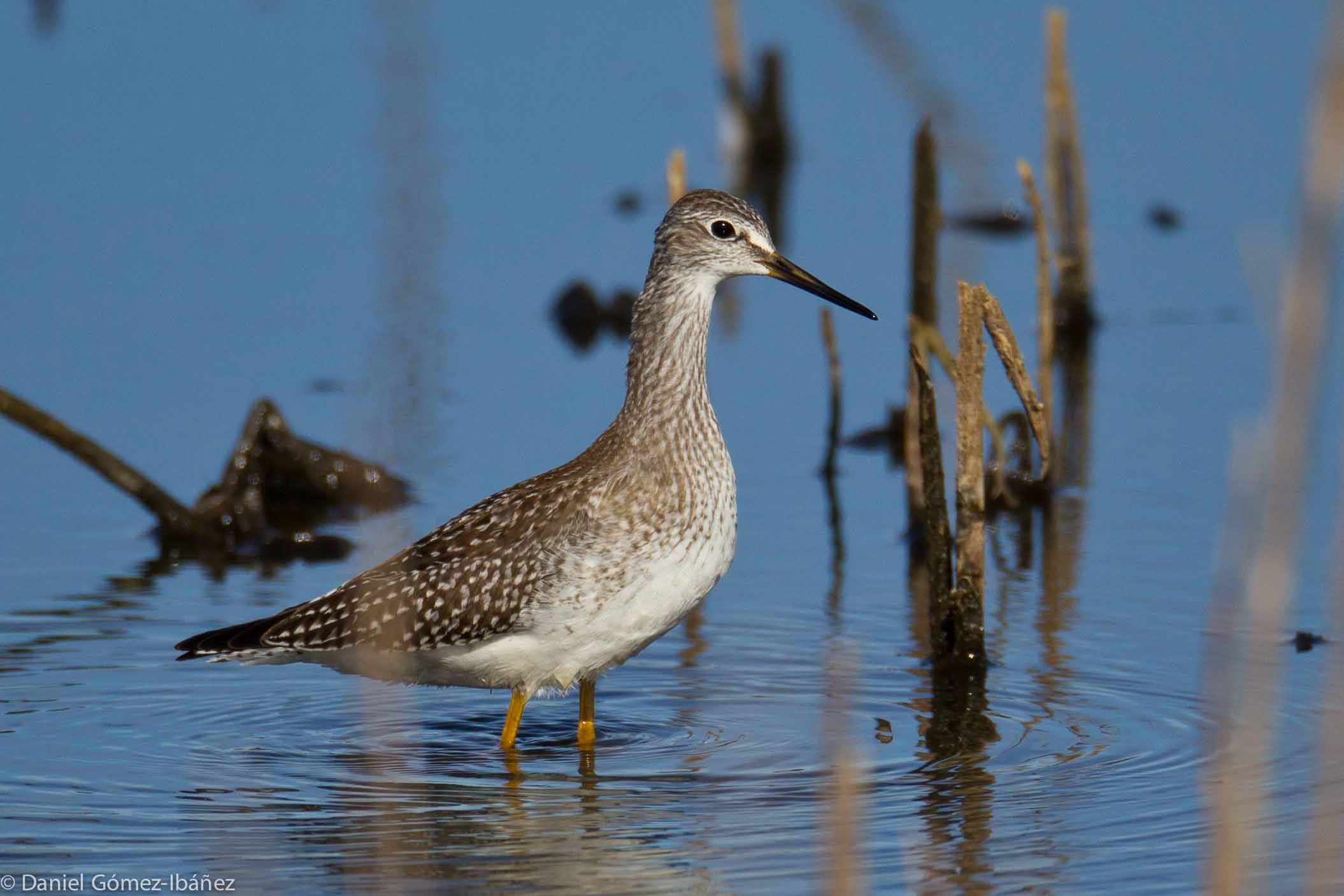 Lesser Yellowlegs (Tringa flavipes) in October [Wisconsin, USA]