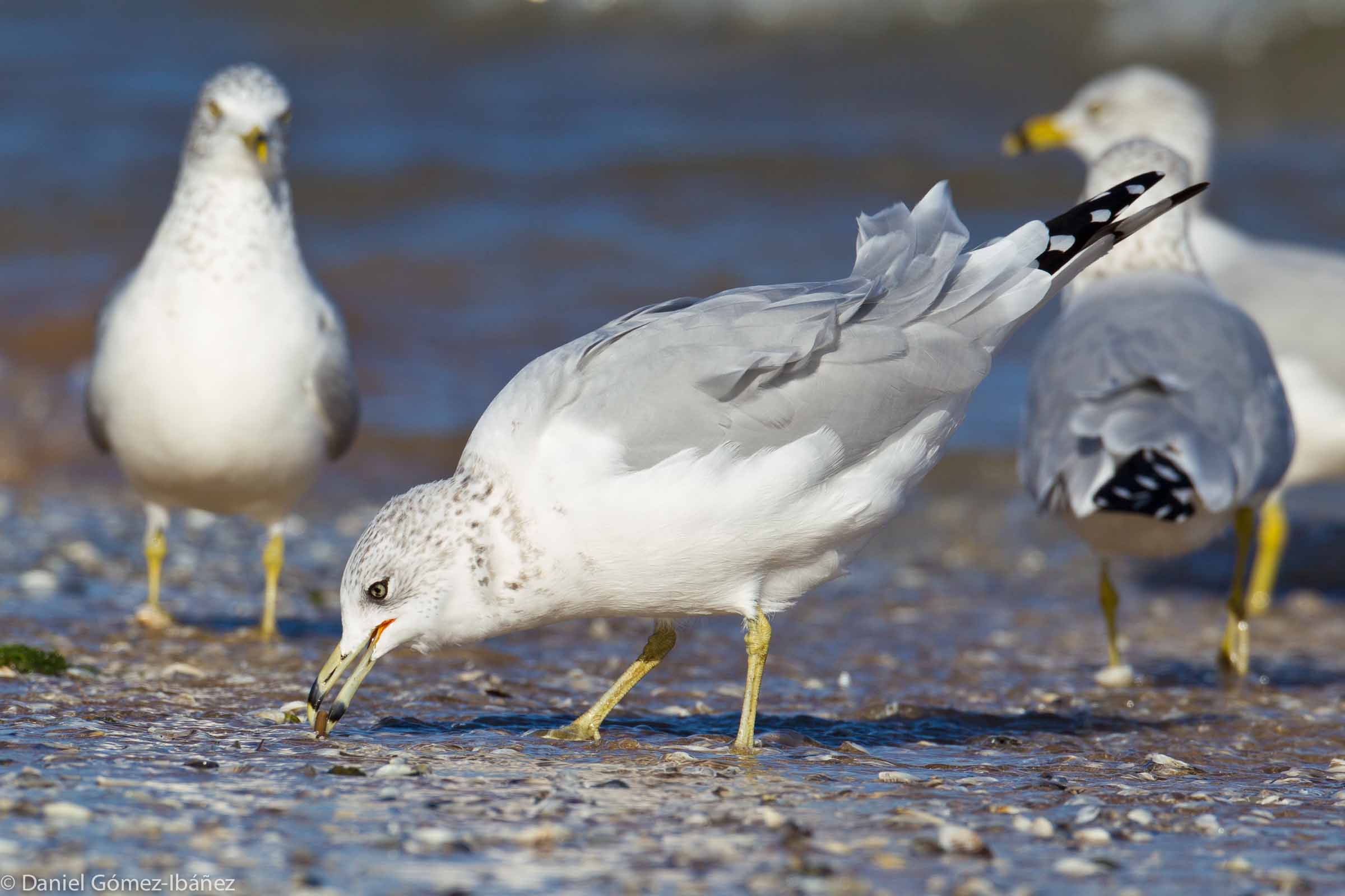 Ring-billed Gull (Larus delawarensis), November, on the Lake Michigan shore of Wisconsin, USA