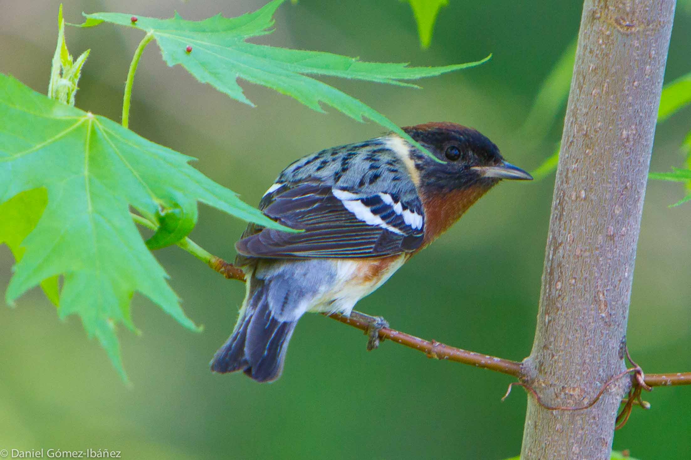 Bay-breasted Warbler (Dendroica castanea) in May [Wisconsin, USA]