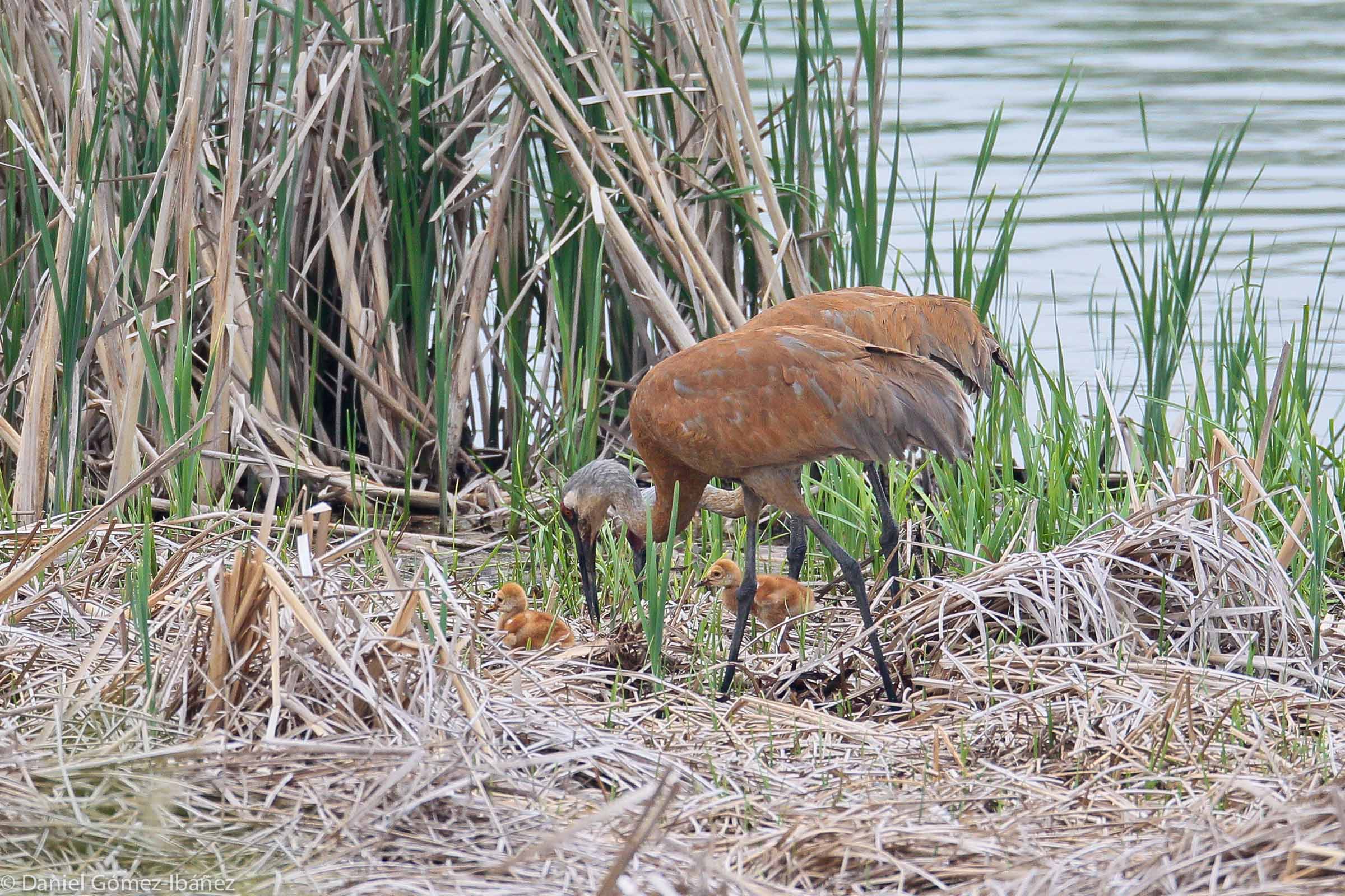 Pair of Sandhill Cranes (Grus canadensis) with colts - May [Wisconsin, USA]