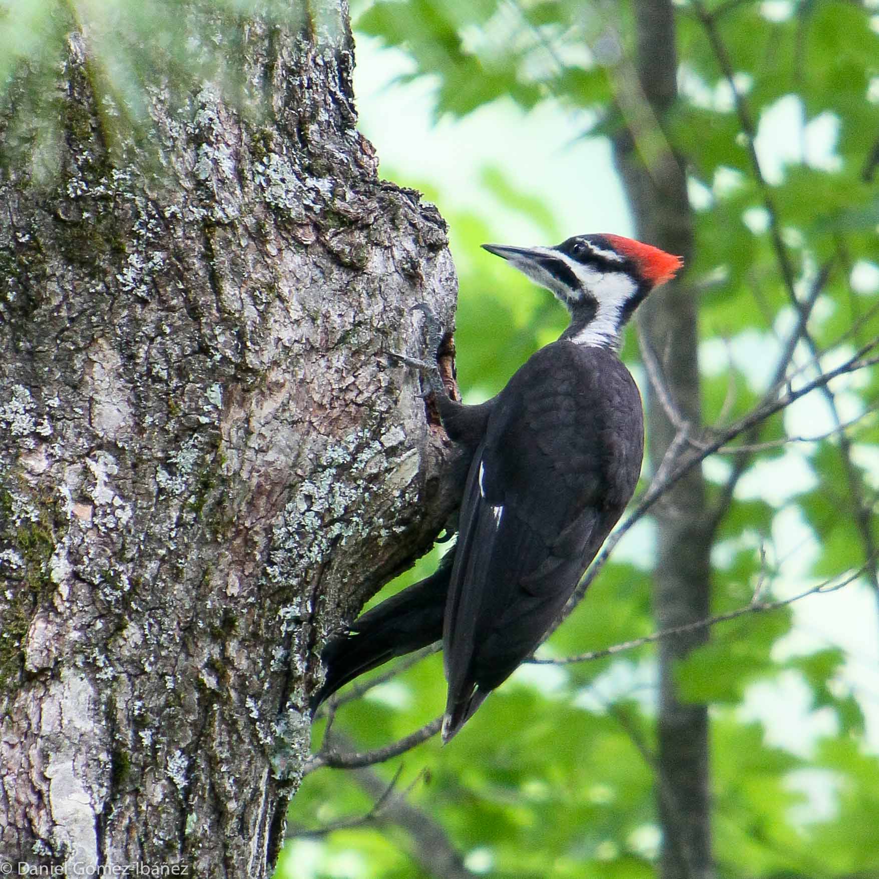 Pileated Woodpecker (Dryocopus pileatus) [Wisconsin, USA] July