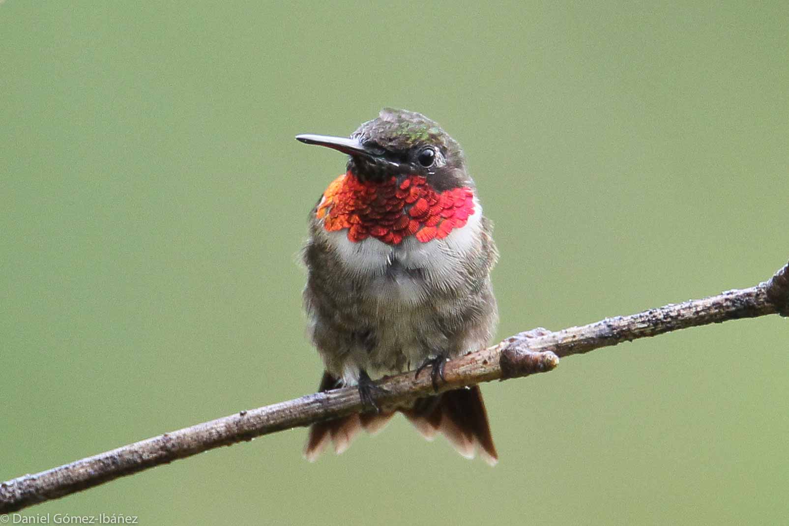 Ruby-throated Hummingbird  male - August [Wisconsin, USA]
