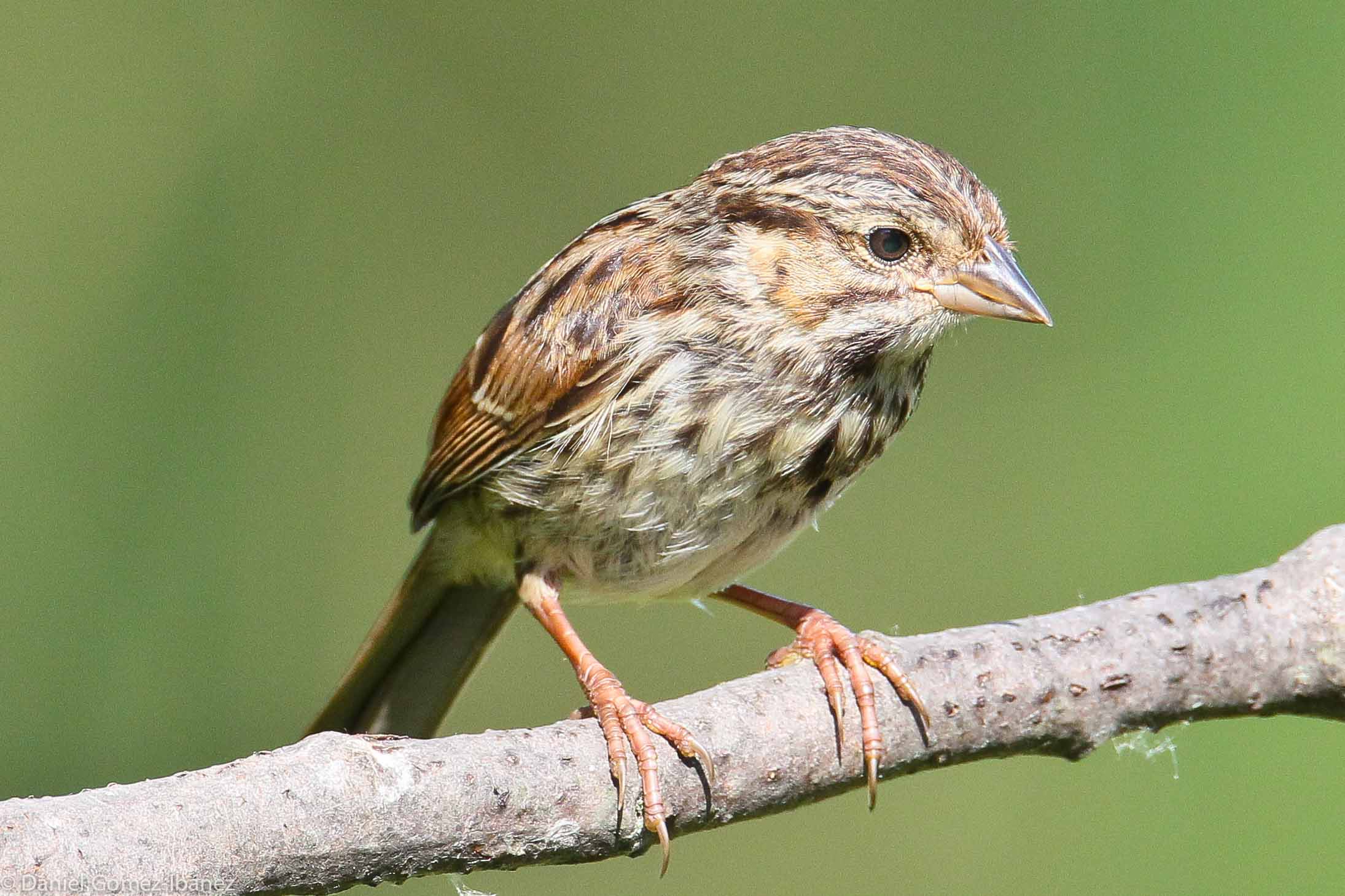 Female House Finch (Carpodacus mexicanus) August [Wisconsin, USA]