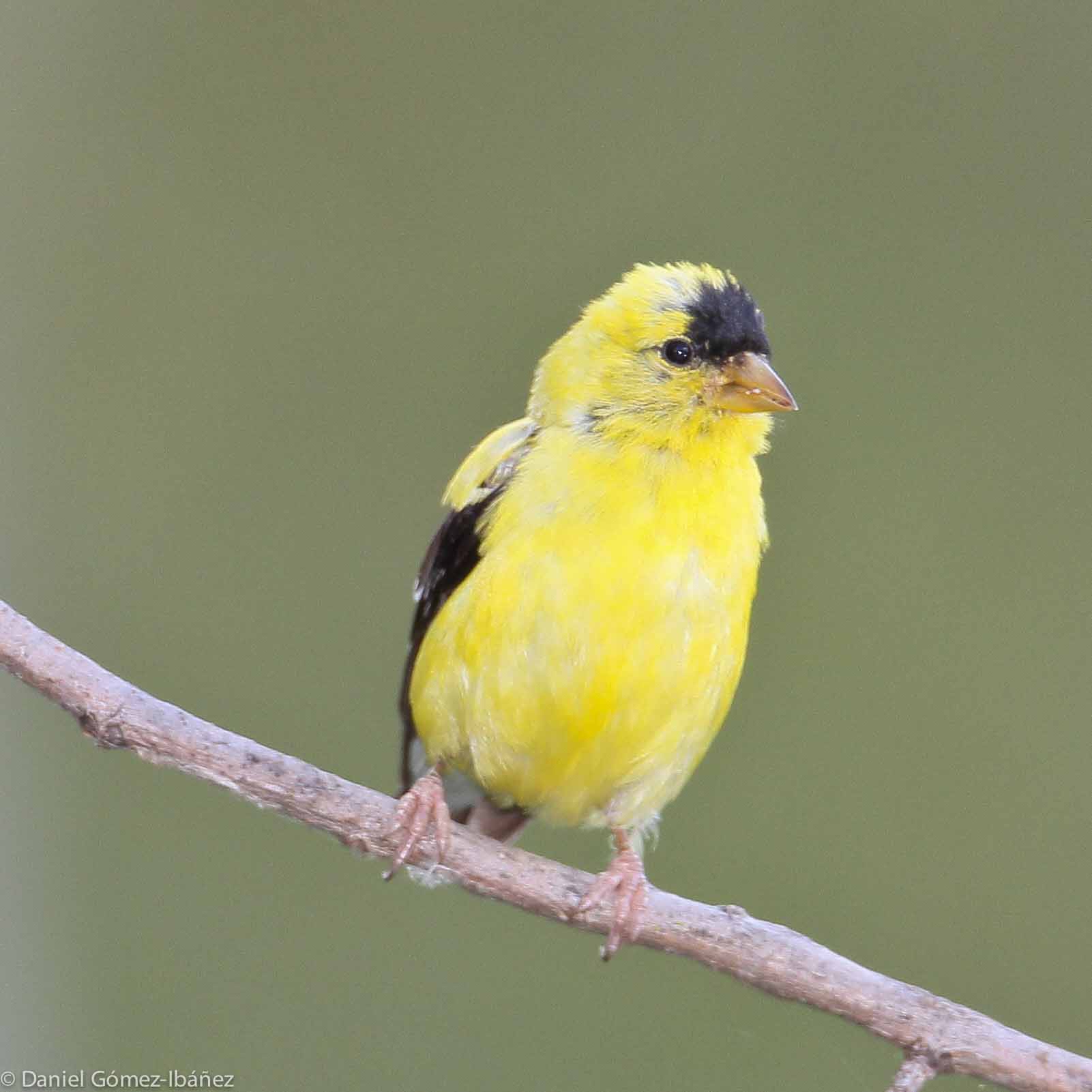 American Goldfinch (Carduelis tristis) male, September [Wisconsin, USA]