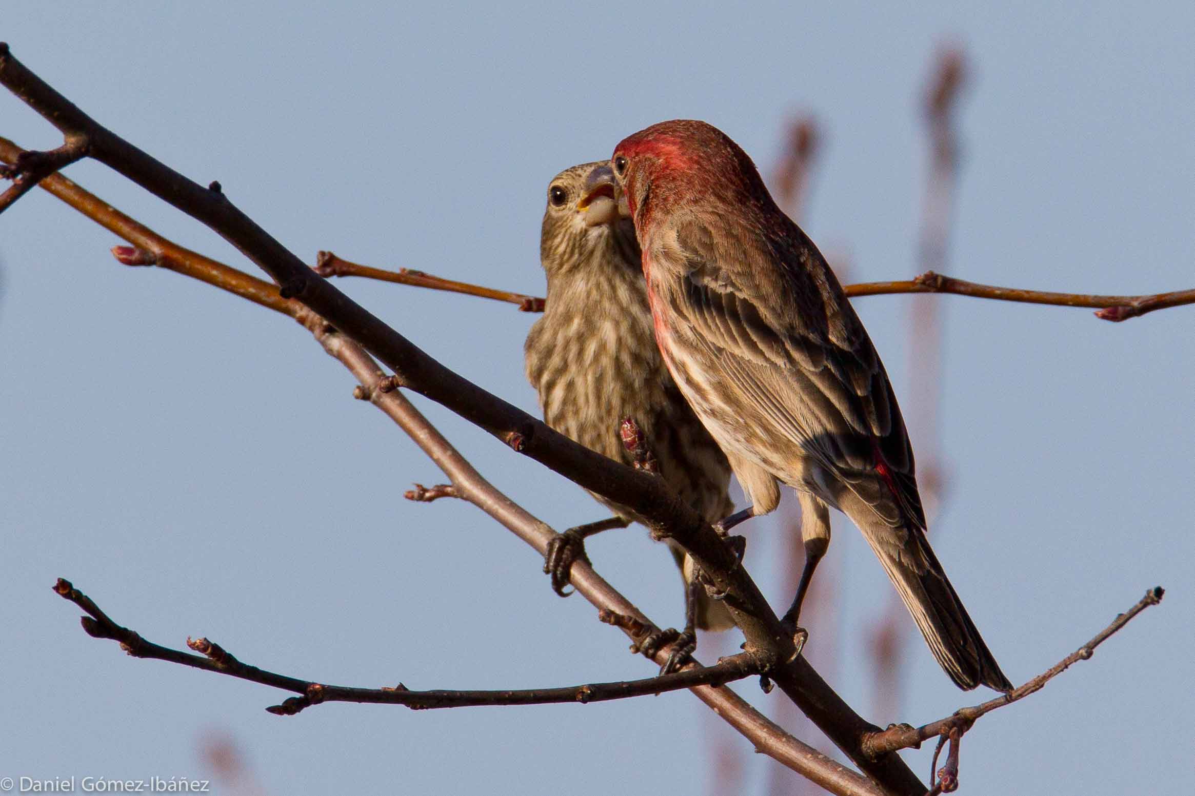 Pair of House Finches (Carpodacus mexicanus) March [Wisconsin, USA]