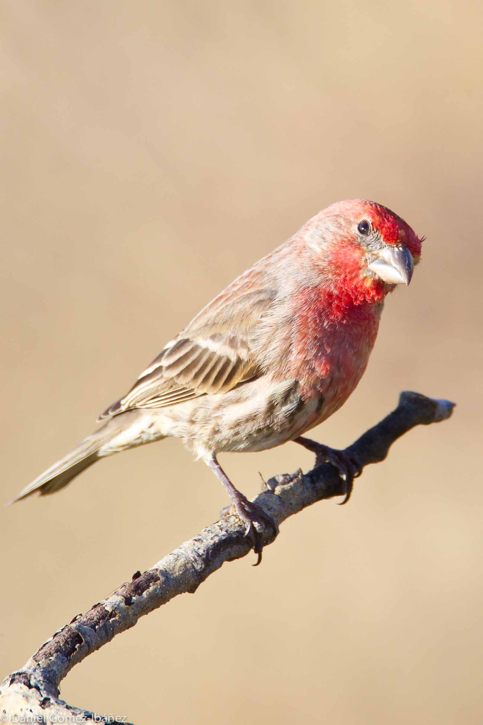 House Finch (Carpodacus mexicanus) March [Wisconsin, USA]