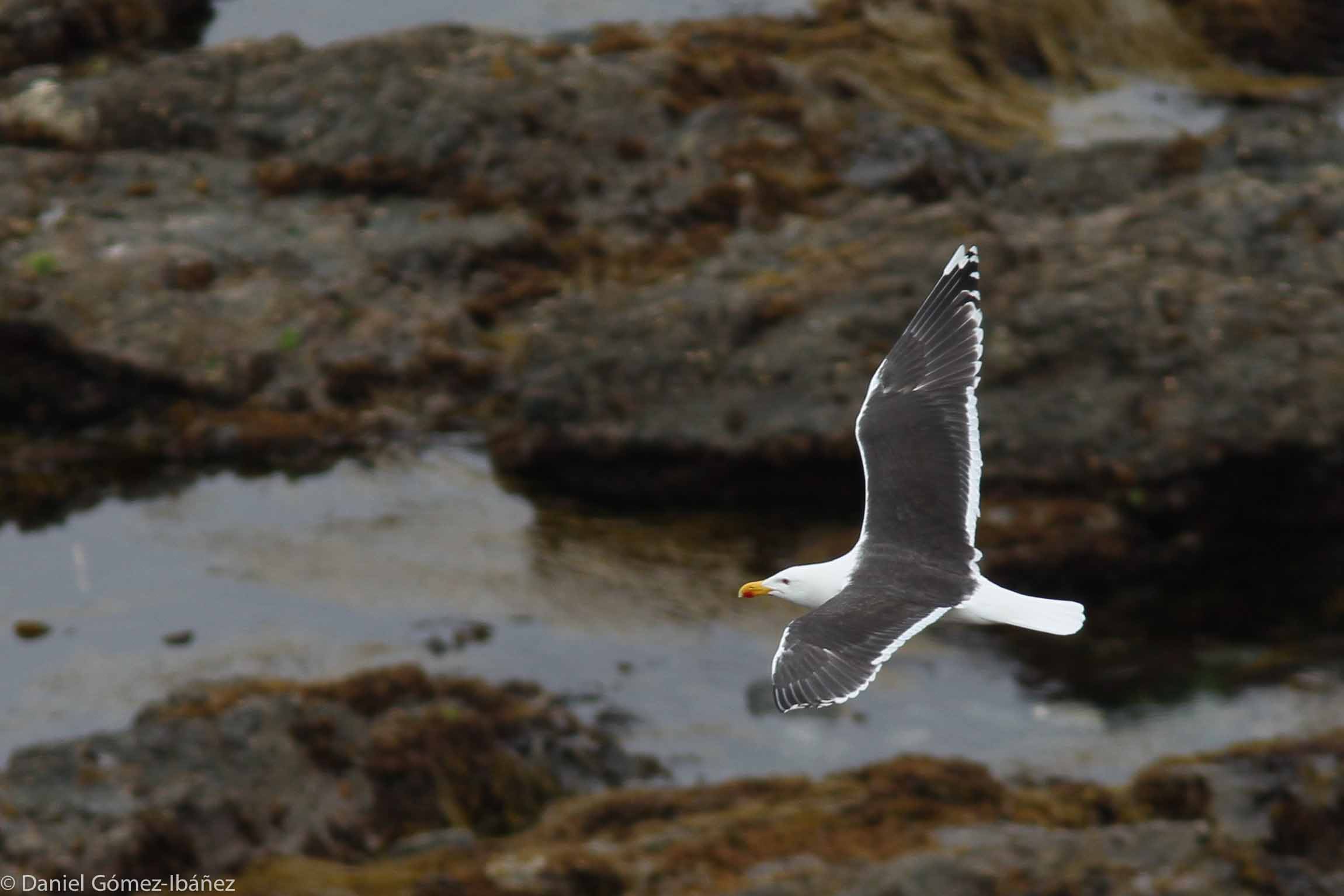 Greater black-backed Gull (Larus marinus), May [Lizard Point, Cornwall, England]