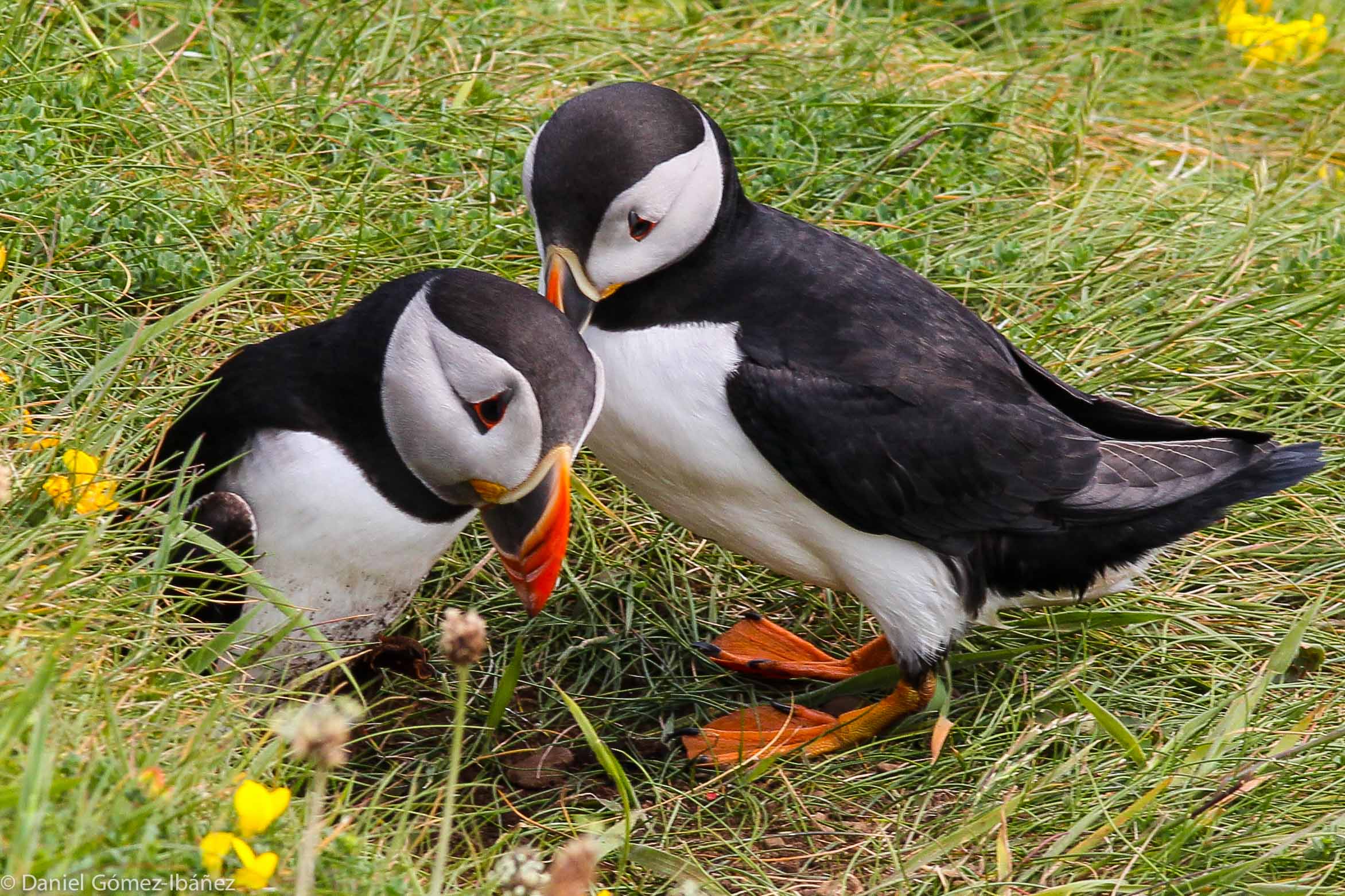 A pair of Atlantic Puffins (Fratercula arctica) emerges from their burrow (Isle of Staffa, Inner Hebrides, Scotland)