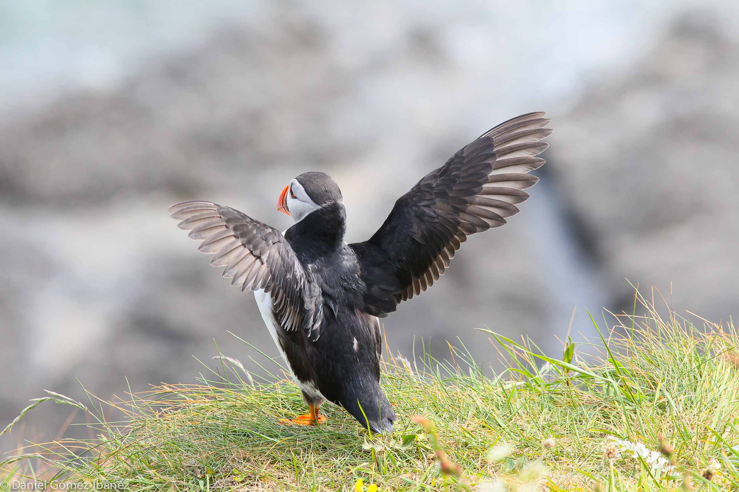 An Atlantic Puffin (Freatercula arctica) prepares to launch from the cliff top (Isle of Staffa, Inner Hebrides, Scotland)