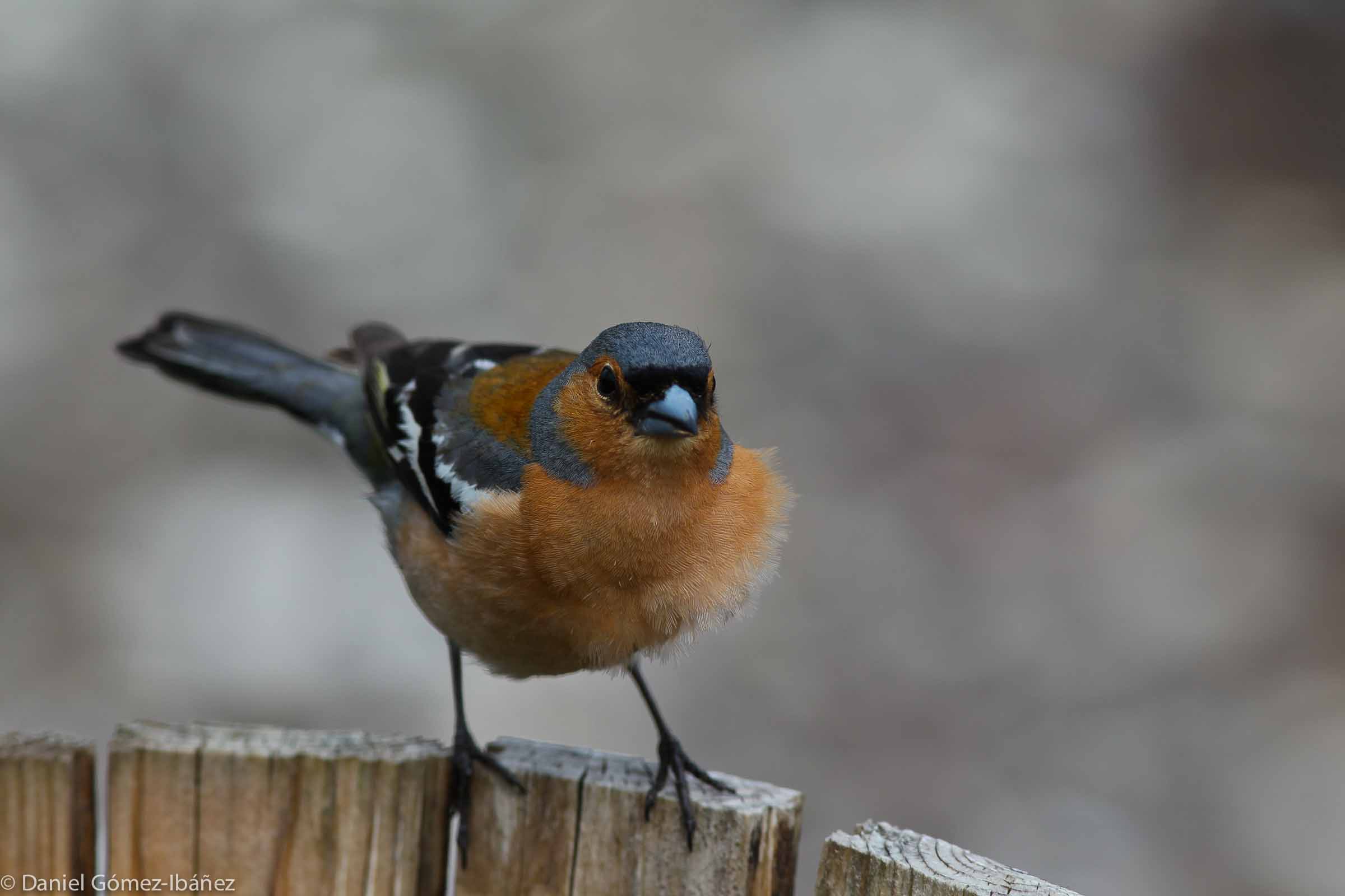 Common Chaffinch (Fringilla coelebs) - June [Ulva, Mull, Scotland]