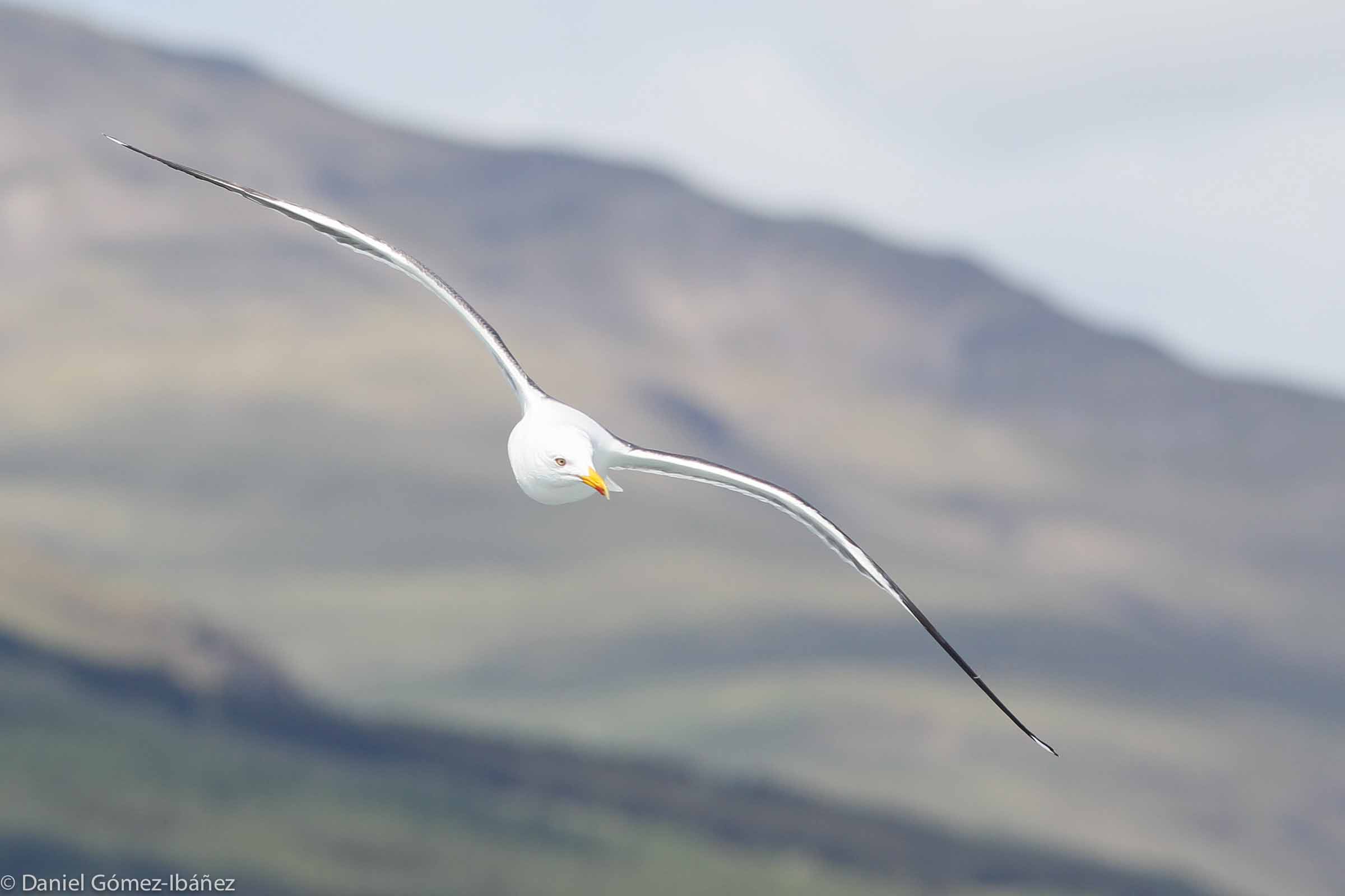 Lesser Black Backed Gull (Larus fuscus), June [Mull, Scotland]