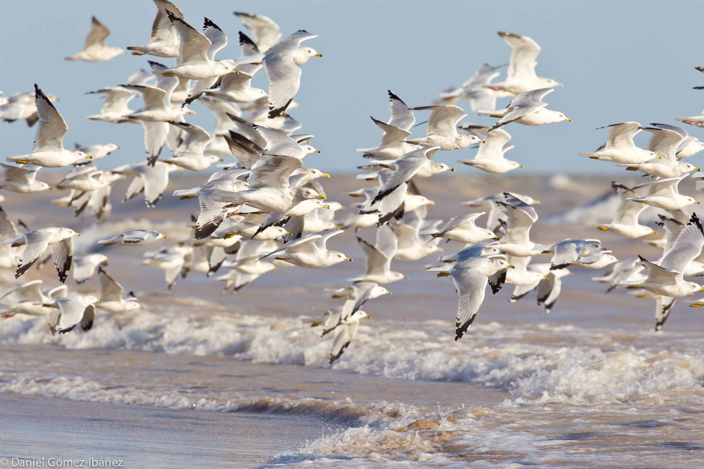 Ring-billed Gulls (Larus delawarensis), and Herring Gulls (Larus argentatus), October [Long Point, Lake Erie, Ontario, Canada]