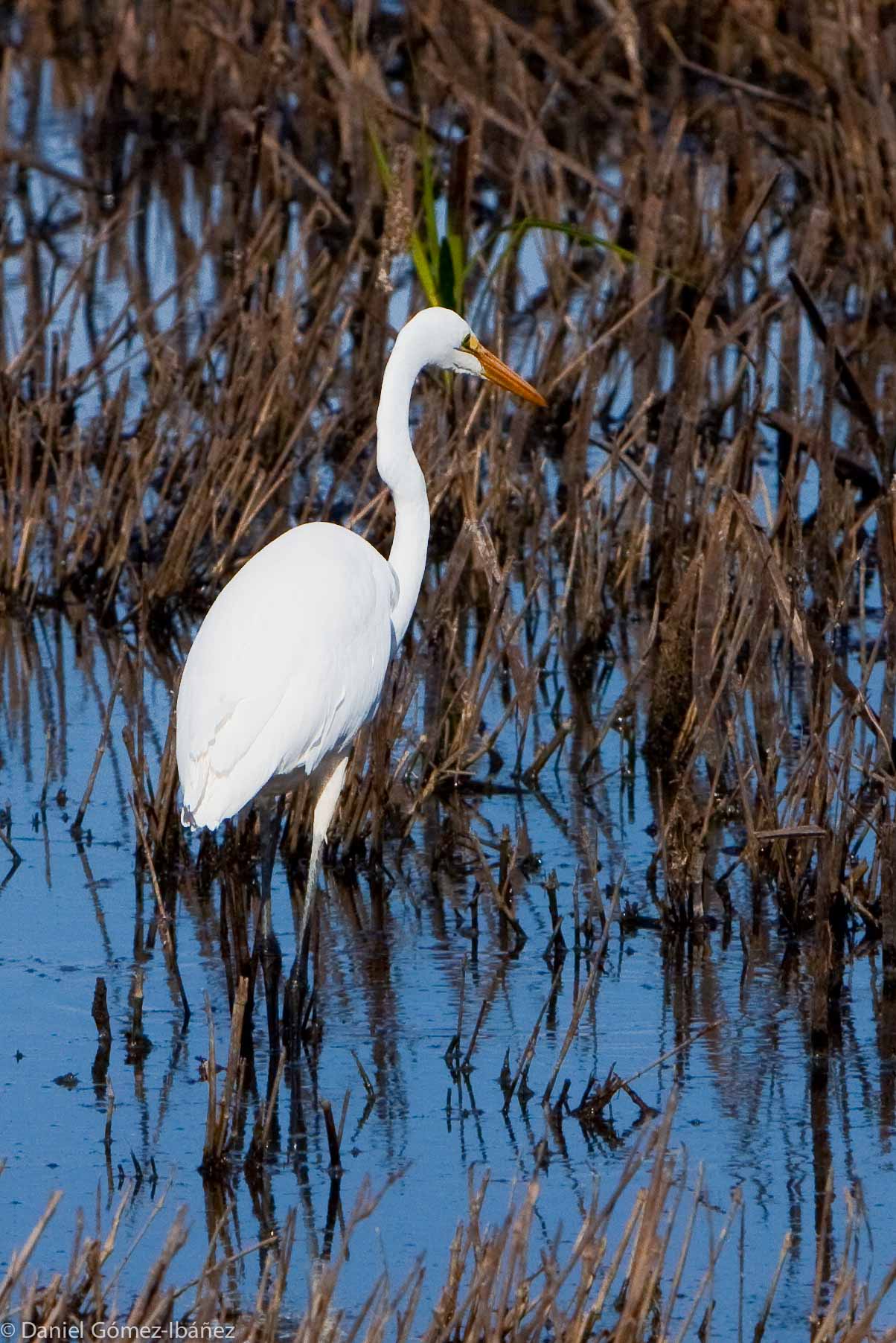 Great Egret (Ardea alba) October [Wisconsin, USA]