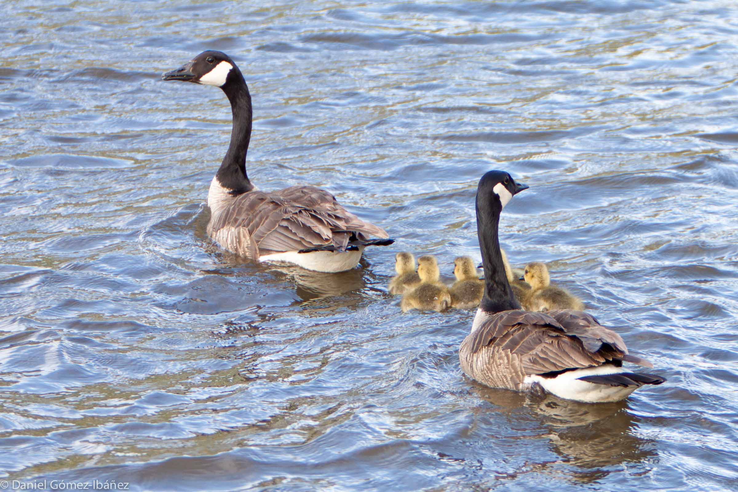 Canada Geese (Branta canadensis) and goslings in May [Wisconsin, USA]