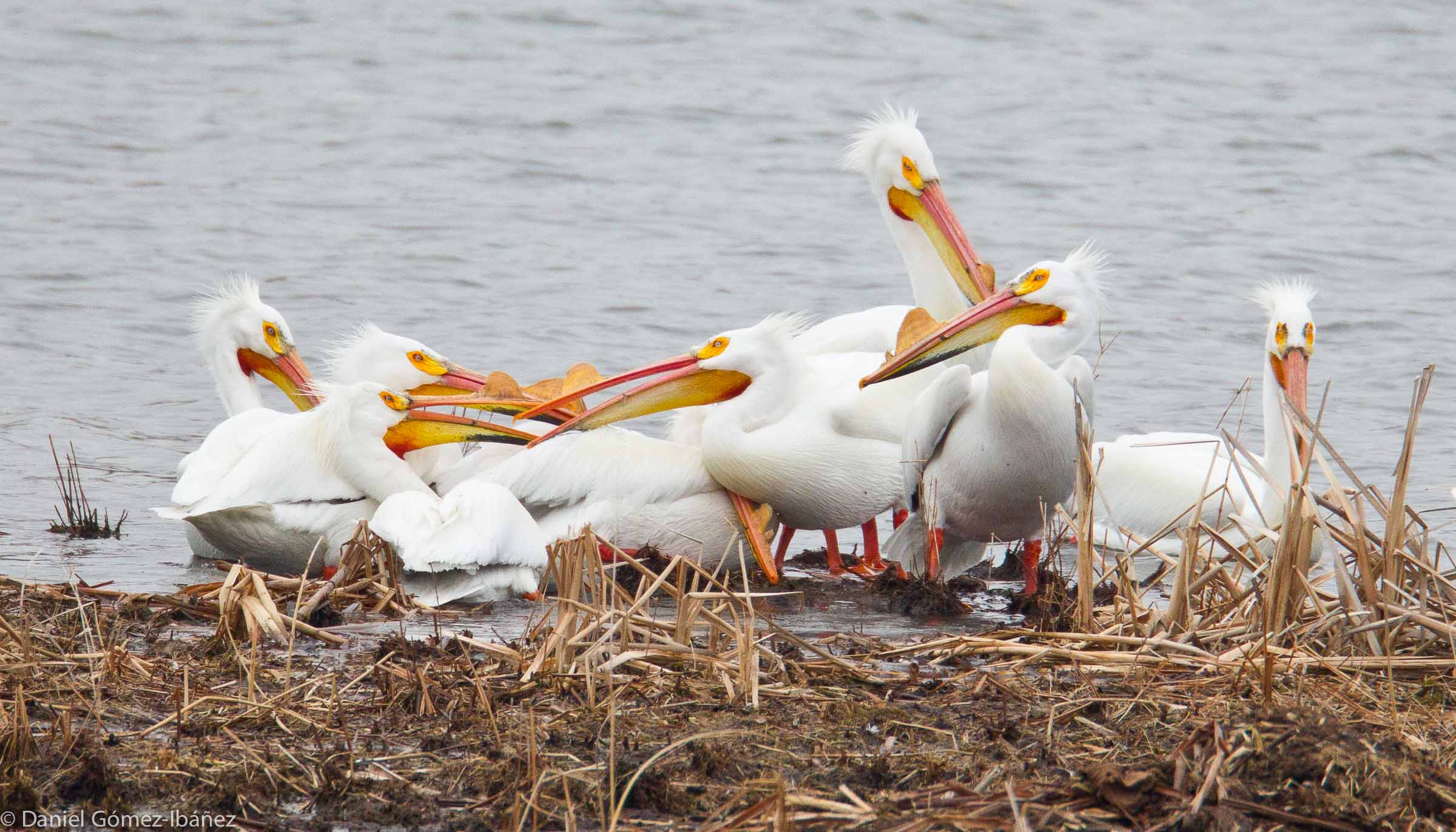 American White Pelicans (Pelicanus erythrorhynchos). The bump on the upper surface of the bill appears during the breeding season: late spring and early summer -- in this case, April [Wisconsin, USA]