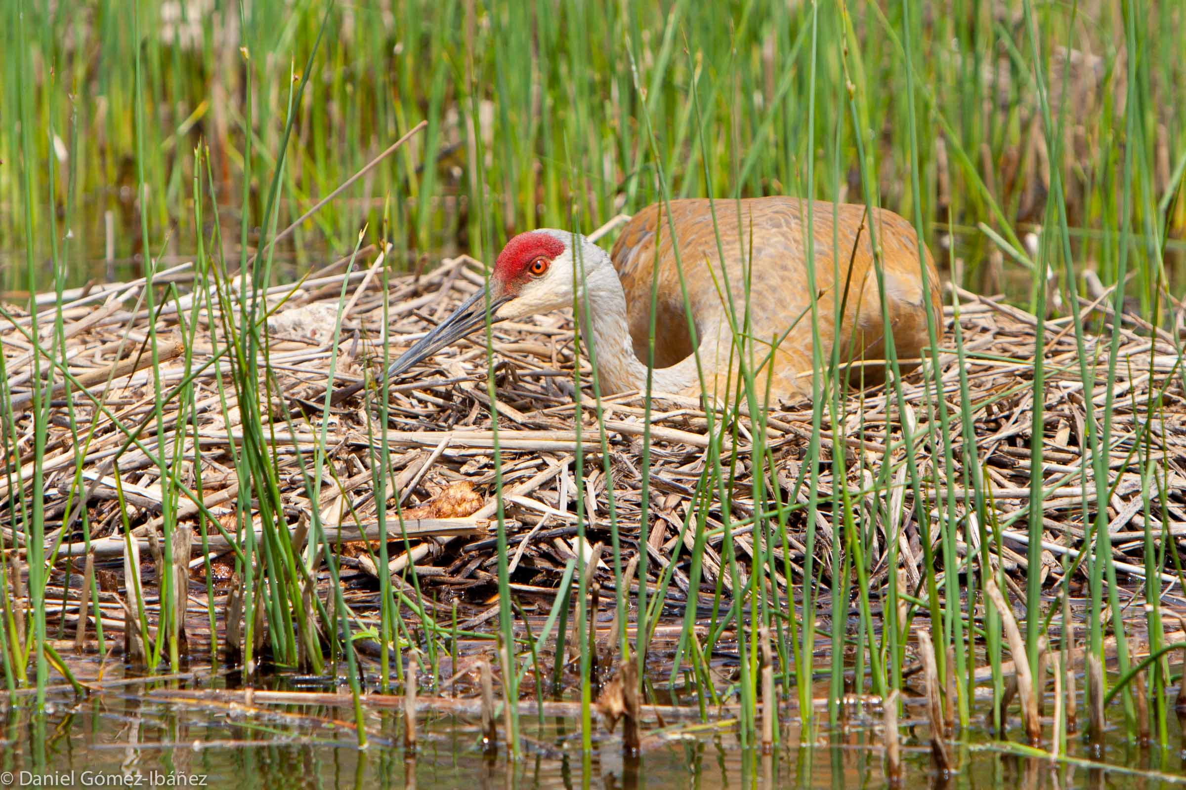 Sandhill Crane (Grus canadensis) in May, on nest, incubating eggs [Wisconsin, USA]