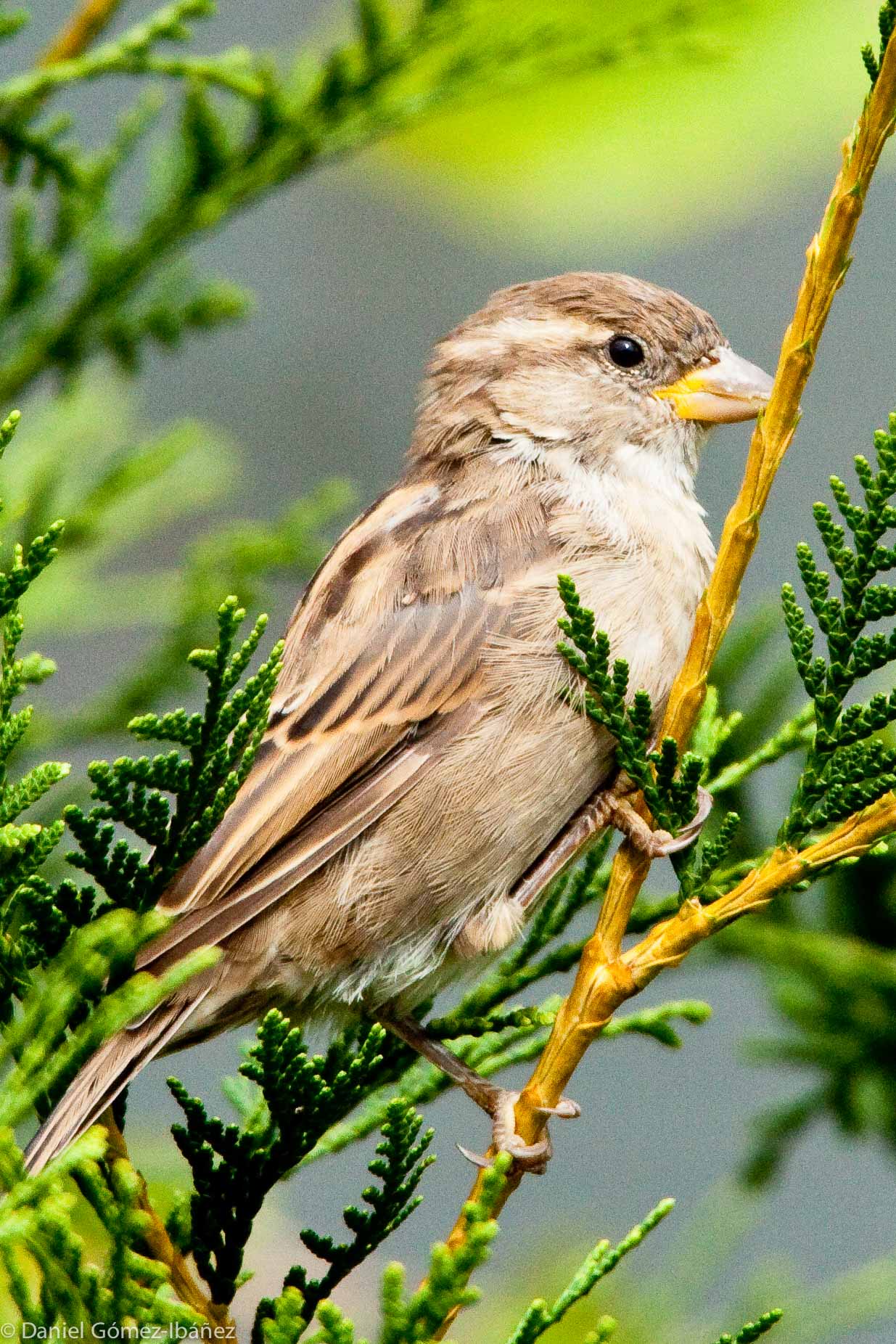 House Sparrow (Passer domesticus) - female - in September [Wisconsin, USA]