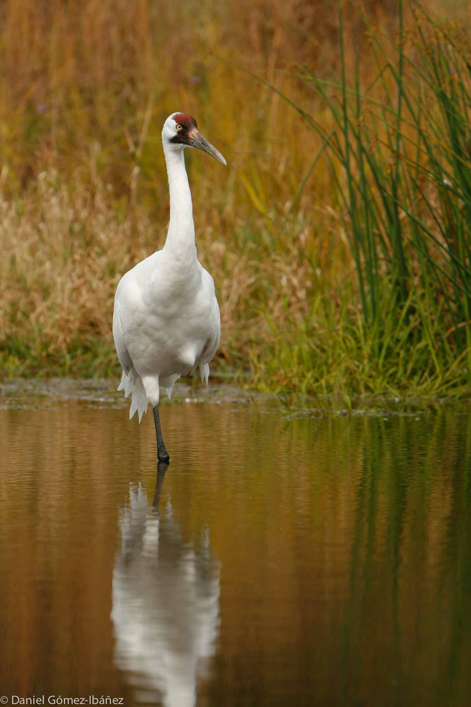 Whooping Crane (Grus grus) at the International Crane Foundation [Baraboo, Wisconsin, USA], standing on one leg.