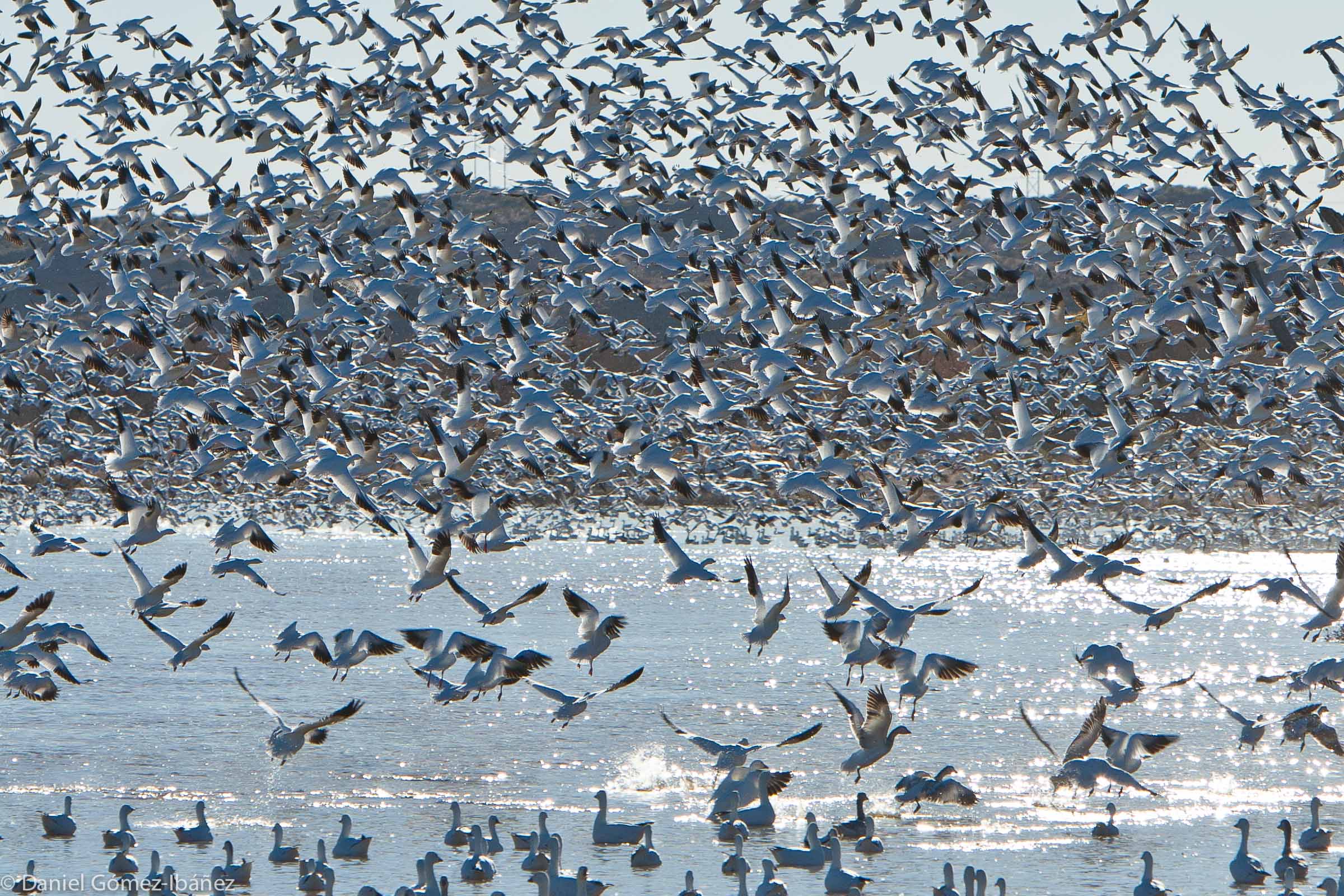 Snow Geese at Bosque del Apache NWR, November [New Mexico, USA]