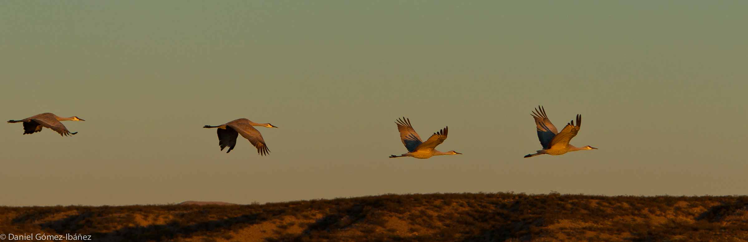 Sandhill Cranes (Grus canadensis) November morning flight. Bosque del Apache NWR [New Mexico, USA]
