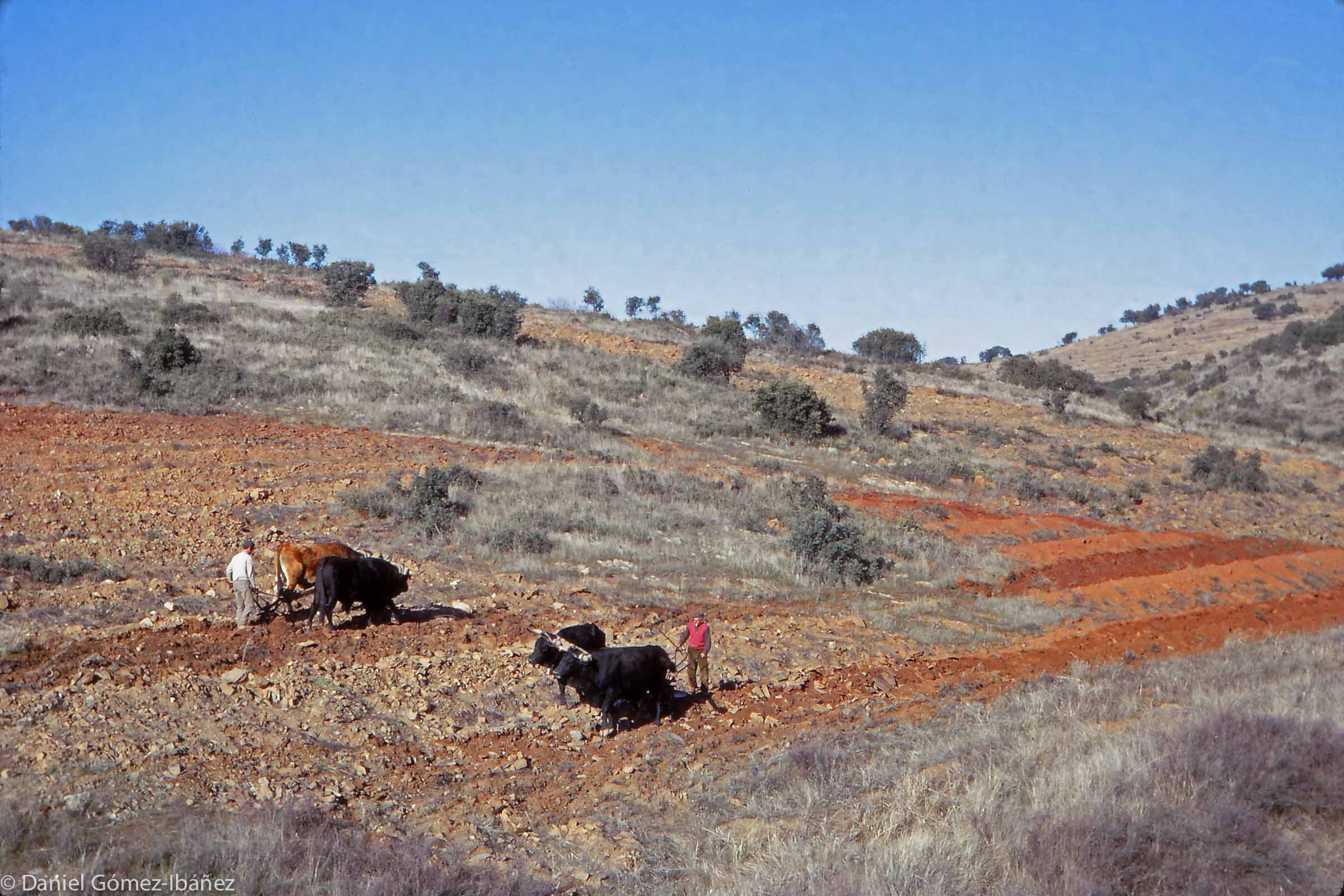 Plowing the hillside with oxen in the Sierra Morena [Andalucia, Spain, 1968]