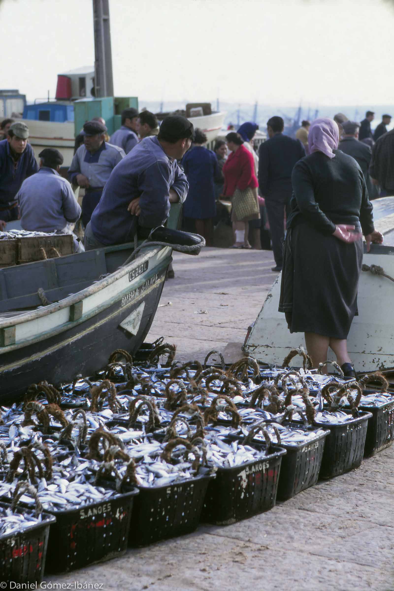 Sardine fishermen bring in the catch for auction at the port. [Cascais, Portugal, 1968]