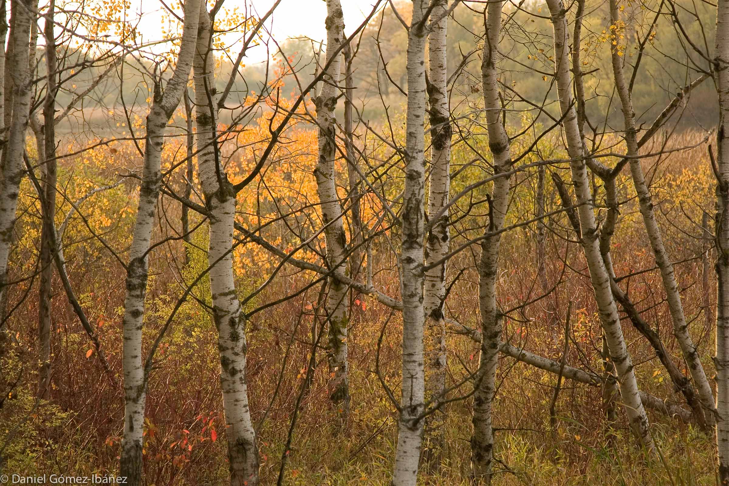 Aspens in Fall [Cherokee Marsh, Madison, Wisconsin, 2008]