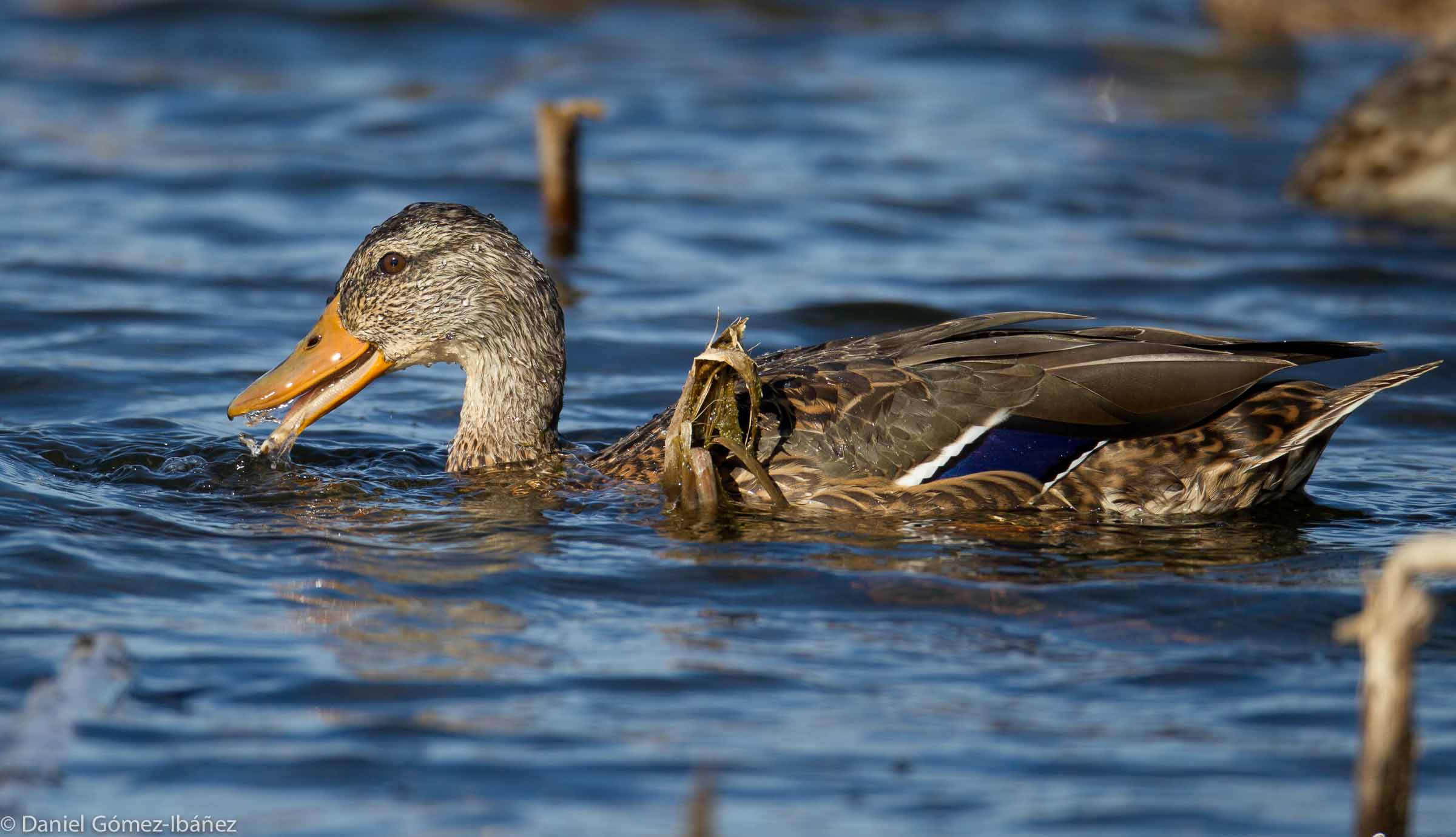 Mallard (Anas platyrhynchos) - female