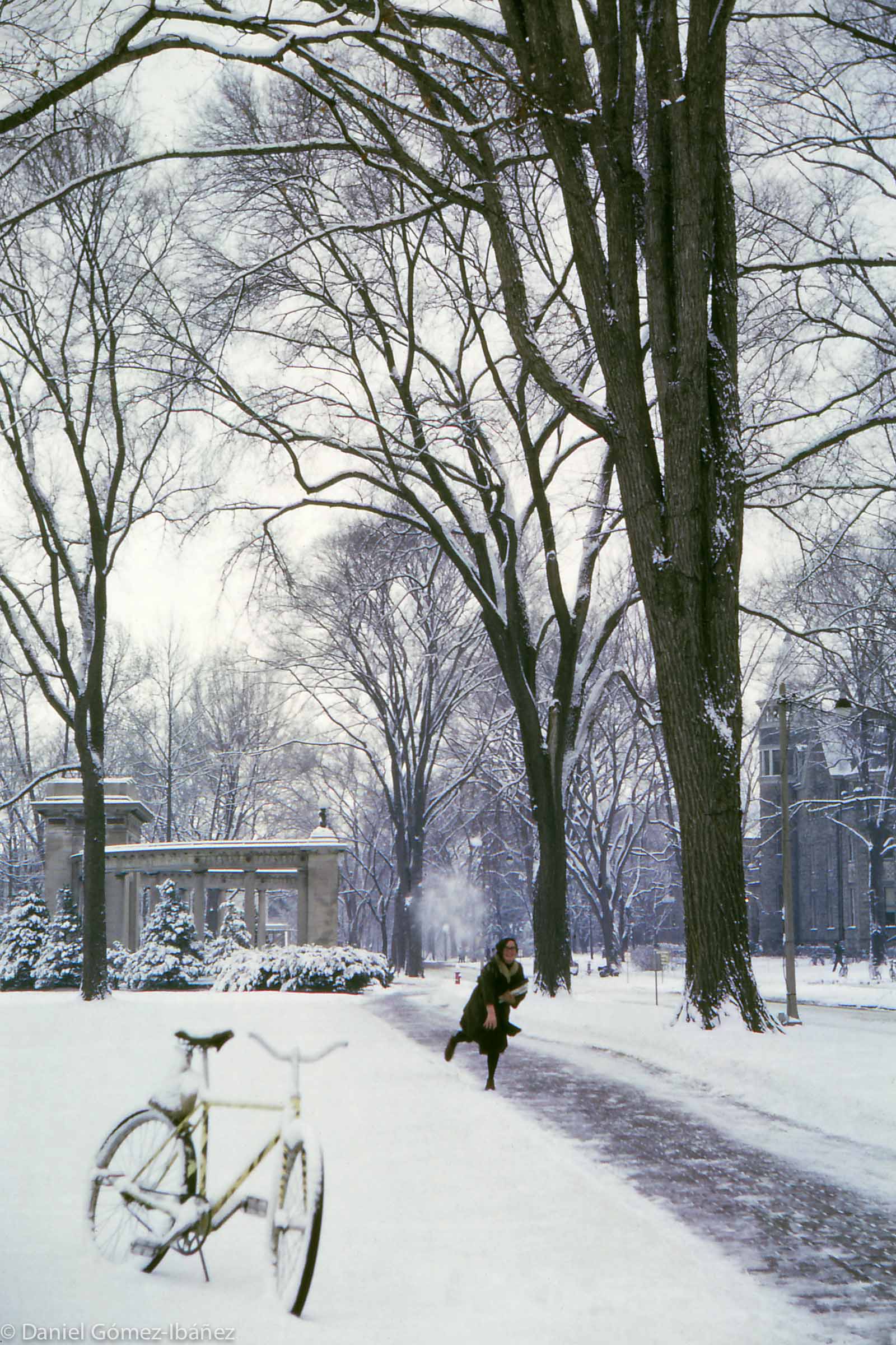 Tappan Square, at the center of the college, and its American Elm trees.