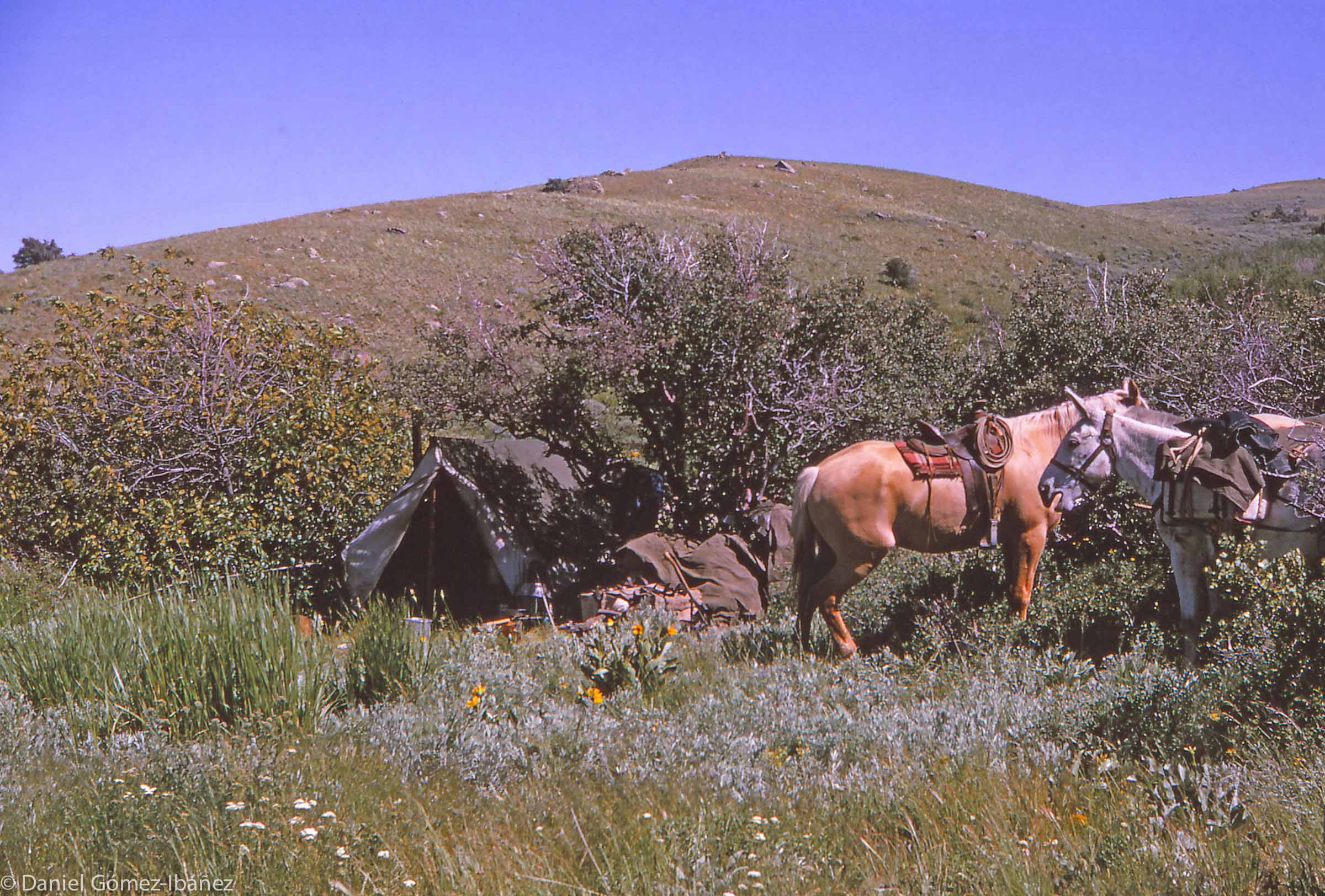 Some grazings can't be reached by vehicles, so the sheepherder's camp is a tent.