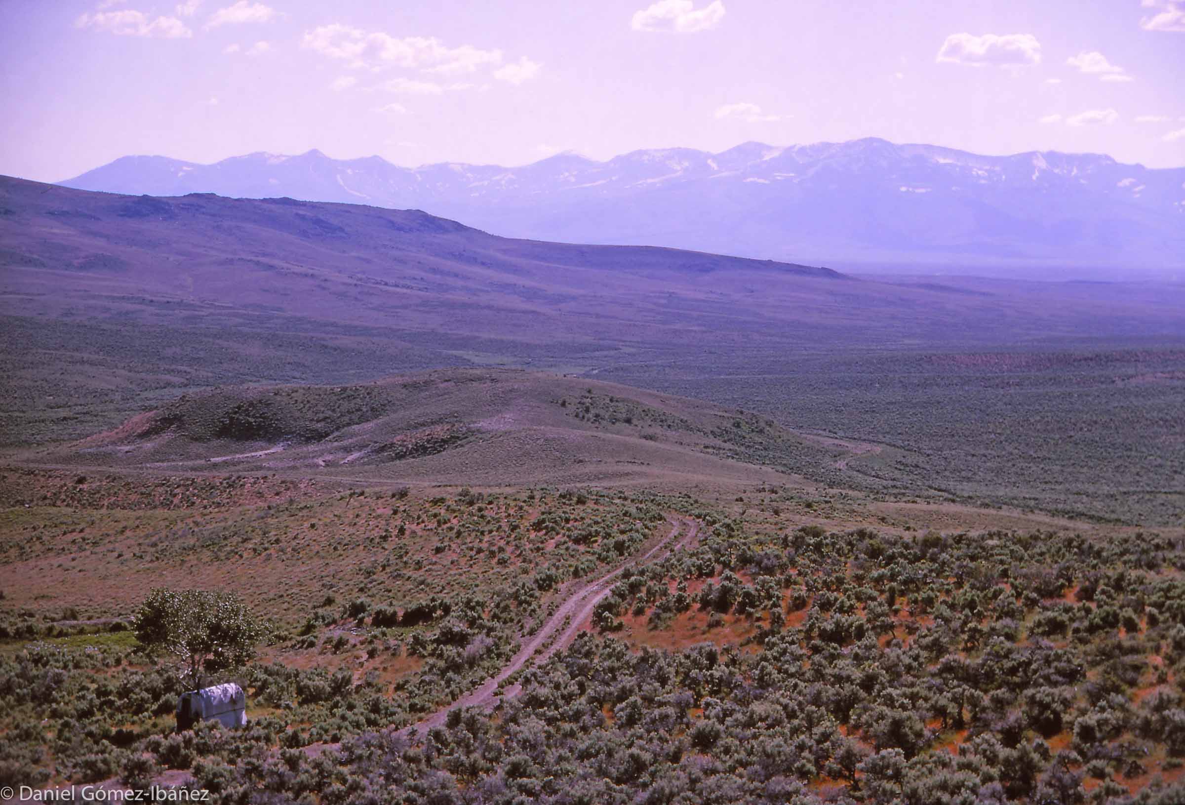In Nevada flocks move much longer distances—up to 400 miles. In 1965, the Goicoecheas' sheep summered in the distant Independence Mountains. A sheepherder's camp wagon waits by the trail.