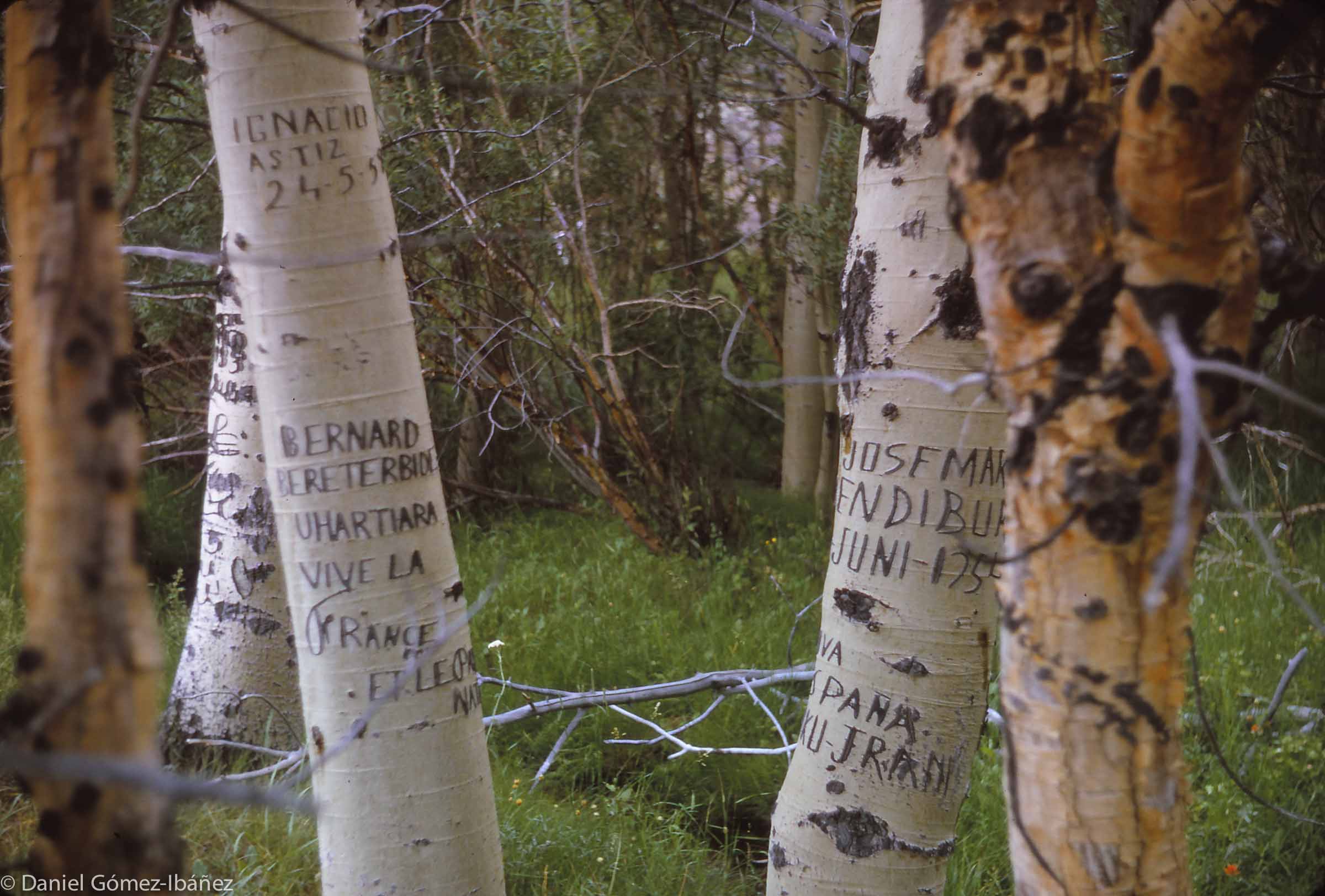 Signs of a lonely life far from home: these aspen grew in Bohler Canyon on the east slope of the Sierra Nevada [Inyo National Forest, California]. Today's sheepherders have cell-phones!