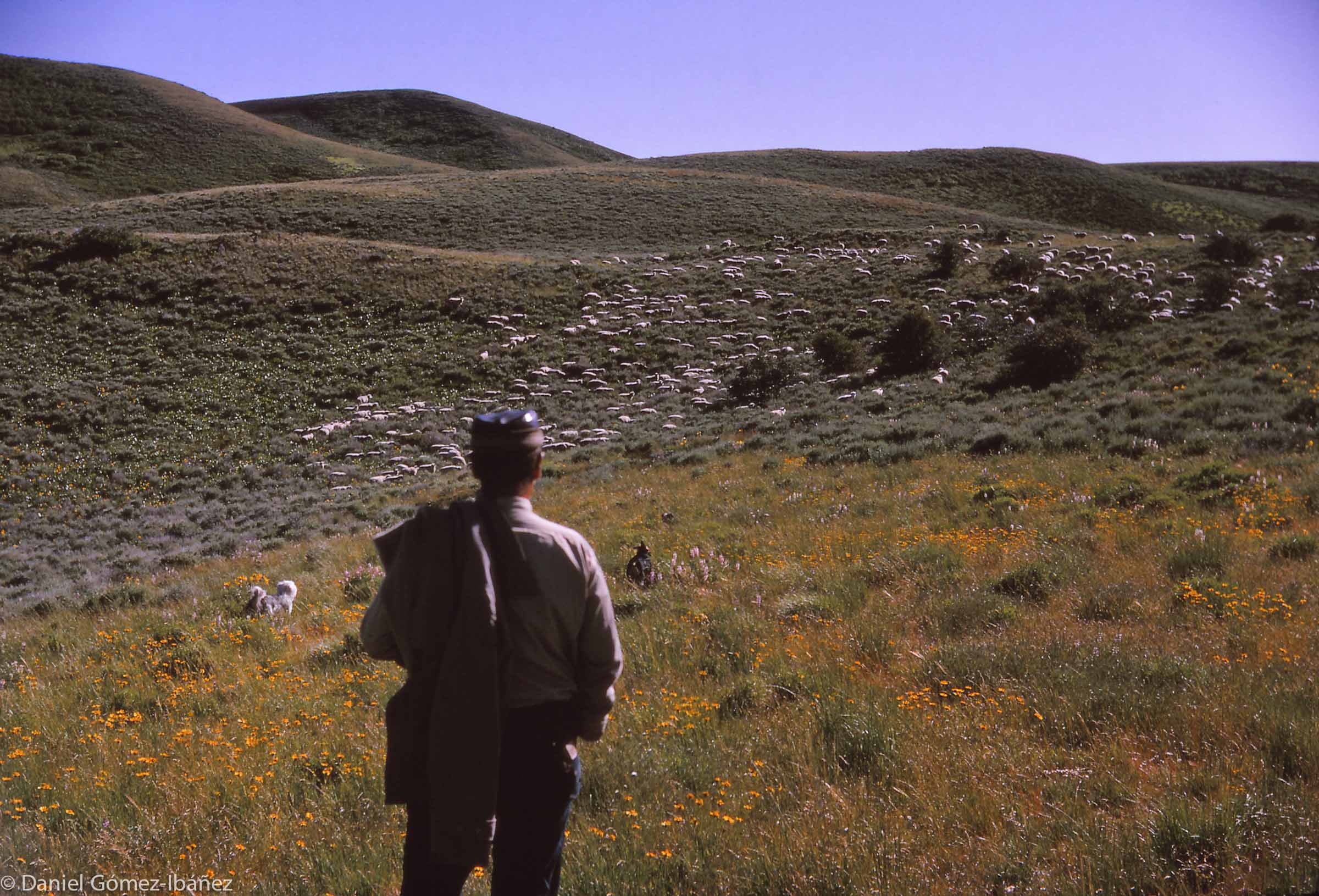 With his two well-trained sheep dogs, Jean Bermeosolo watches his flock bed down for the night in the Owyhee Mountains of southwest Idaho.