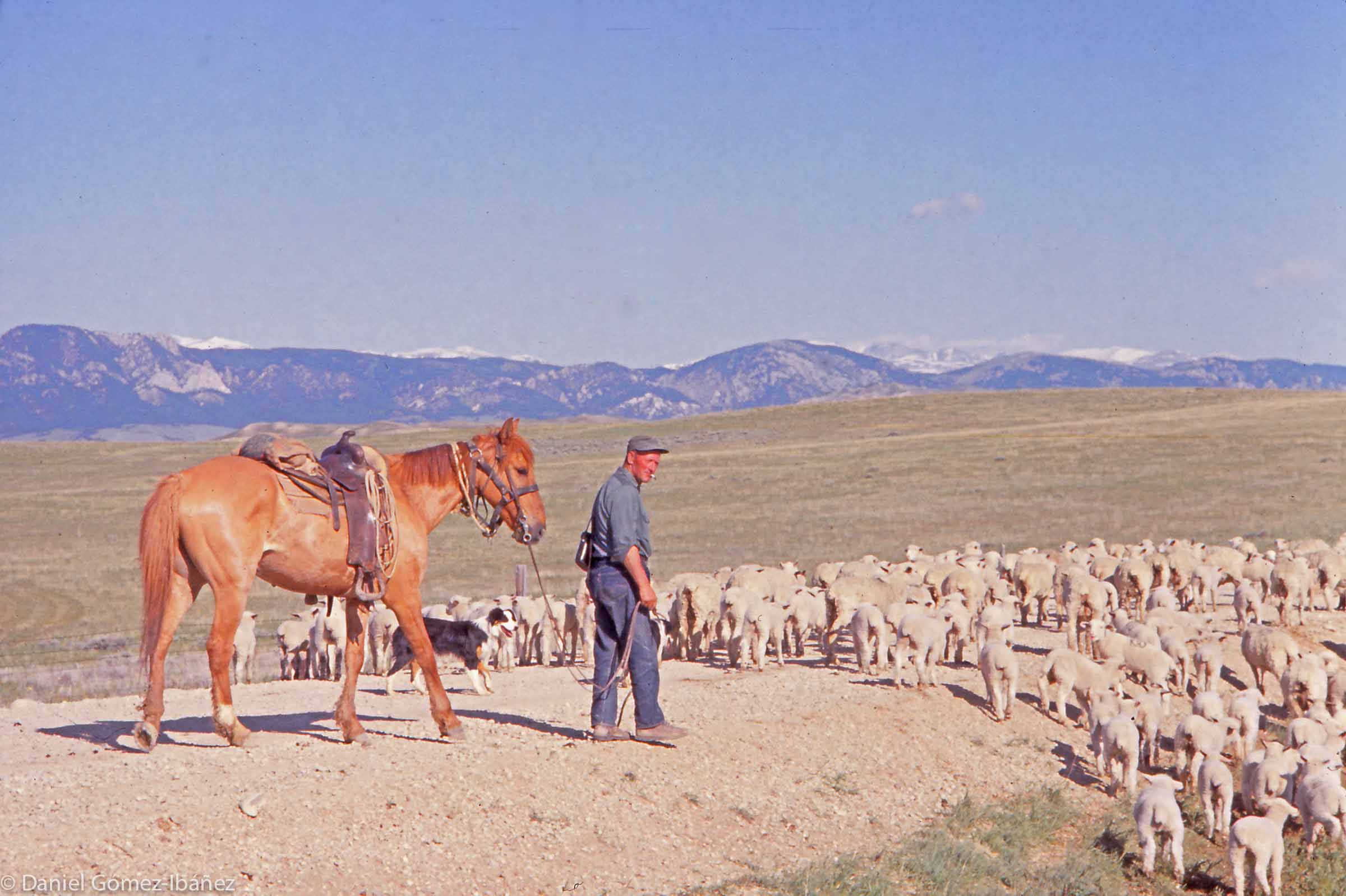 In June 1965, Martin Escurdia with 2000 ewes and 2-month-old lambs leave the Camino Ranch near Buffalo, Wyoming to graze on meadows in the Bighorn Mountains: a 30-mile, 3-day trek.