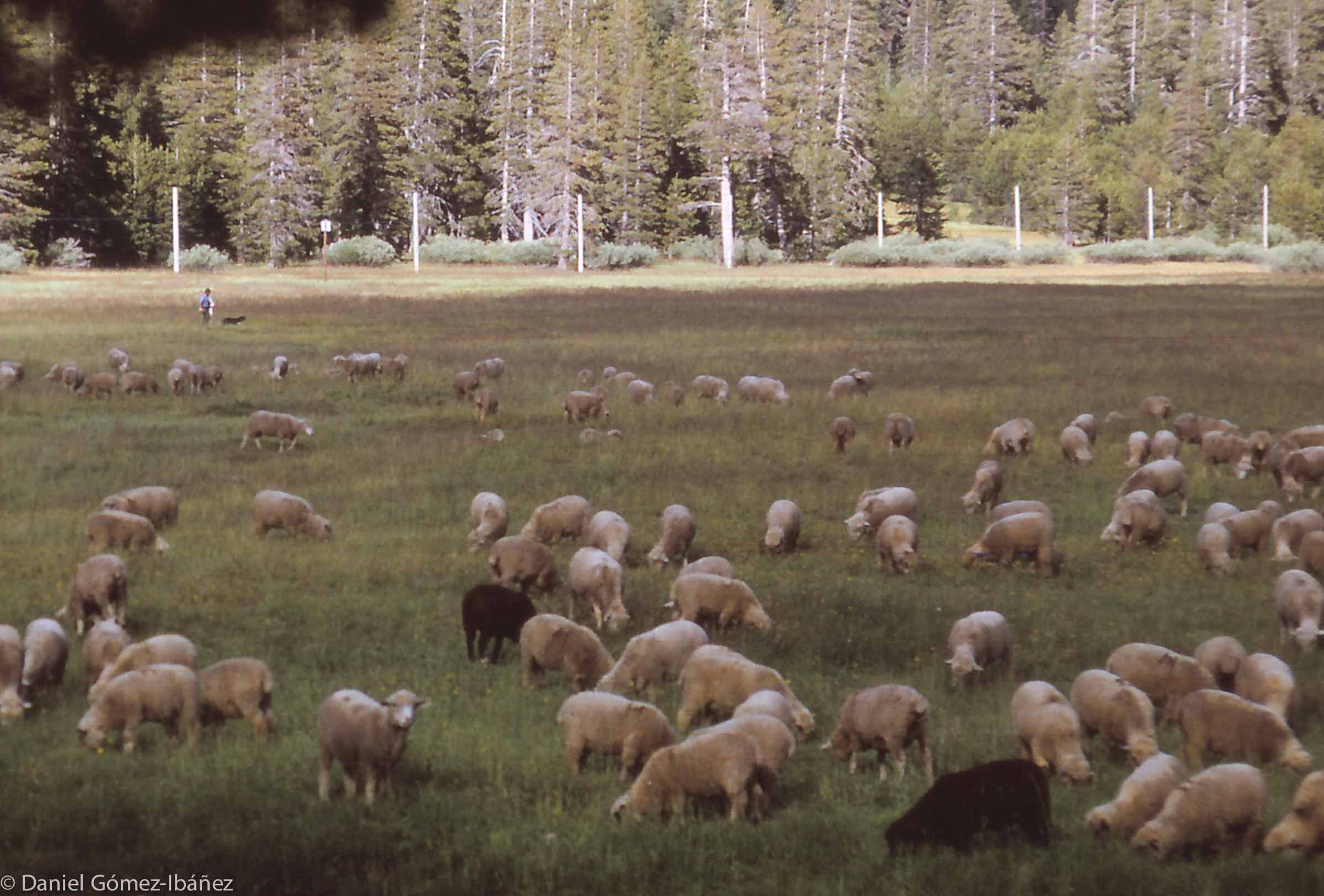 These Rambouillet-crossbred sheep have a strong flocking instinct, but keeping track of a band of 2000 sheep is made much easier by including one black sheep for every hundred white ones.