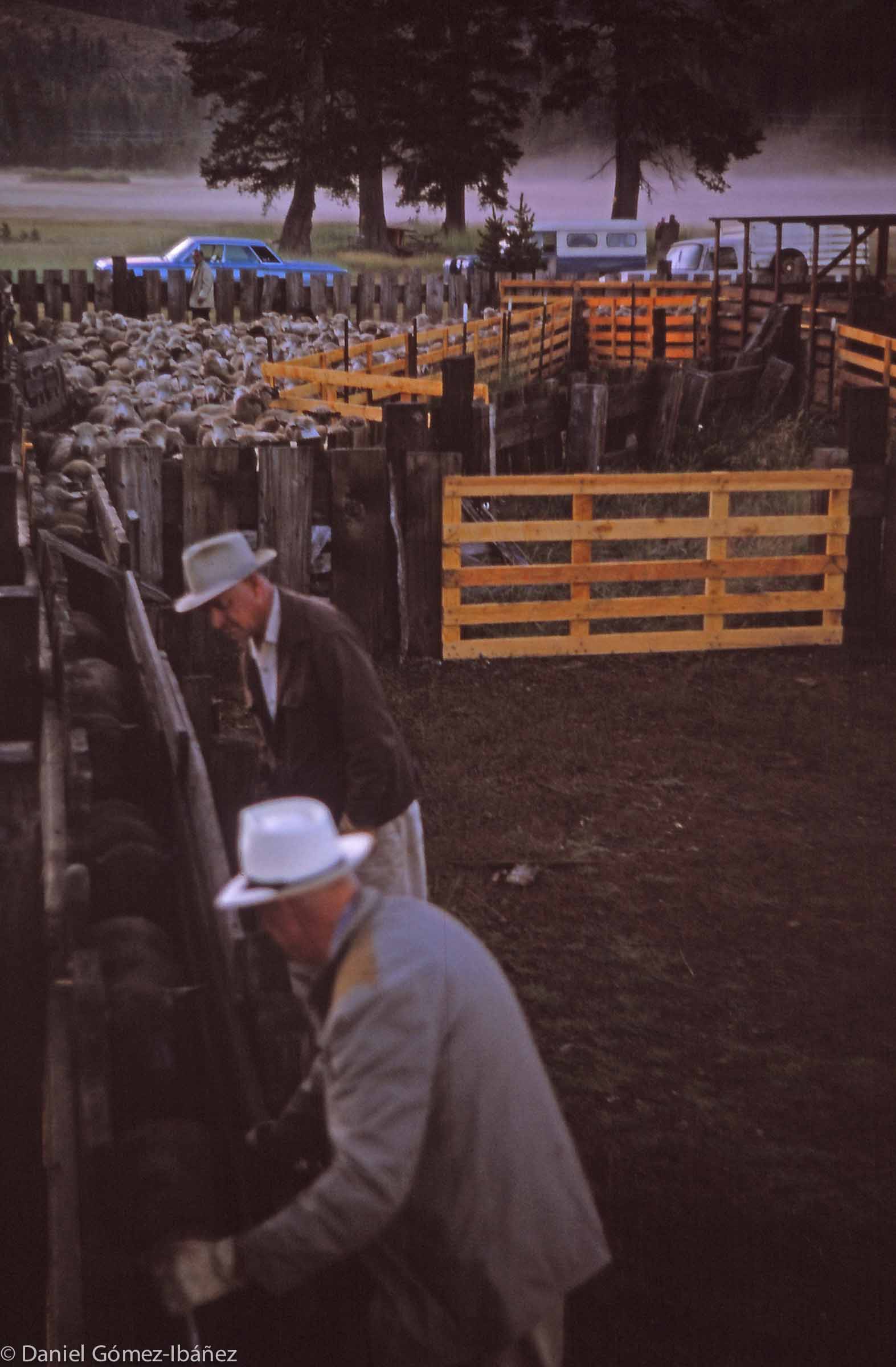Mr. Mills, a California rancher, separates his ewes and lambs near Donner Pass. The lambs are sold and the "dry" ewes move down to pastures near Truckee, where rams are let in during September.