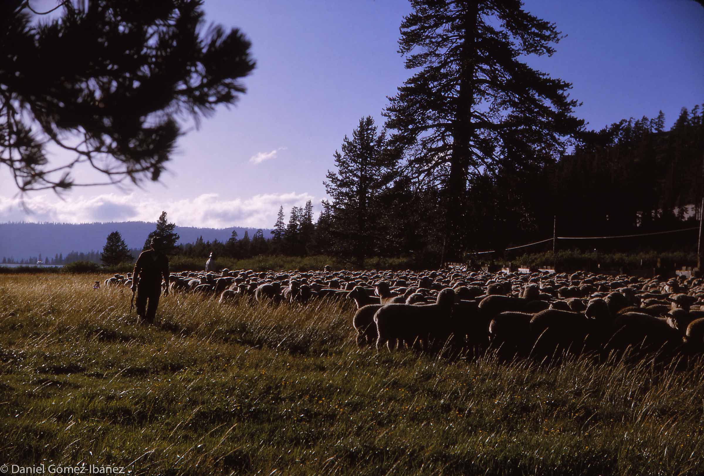 These flocks spent the winter in the central valley of California and summer in the Sierra Nevada. In August, sheepherders bring the lambs, now six months old, down to a meadow near the Donner Pass.
