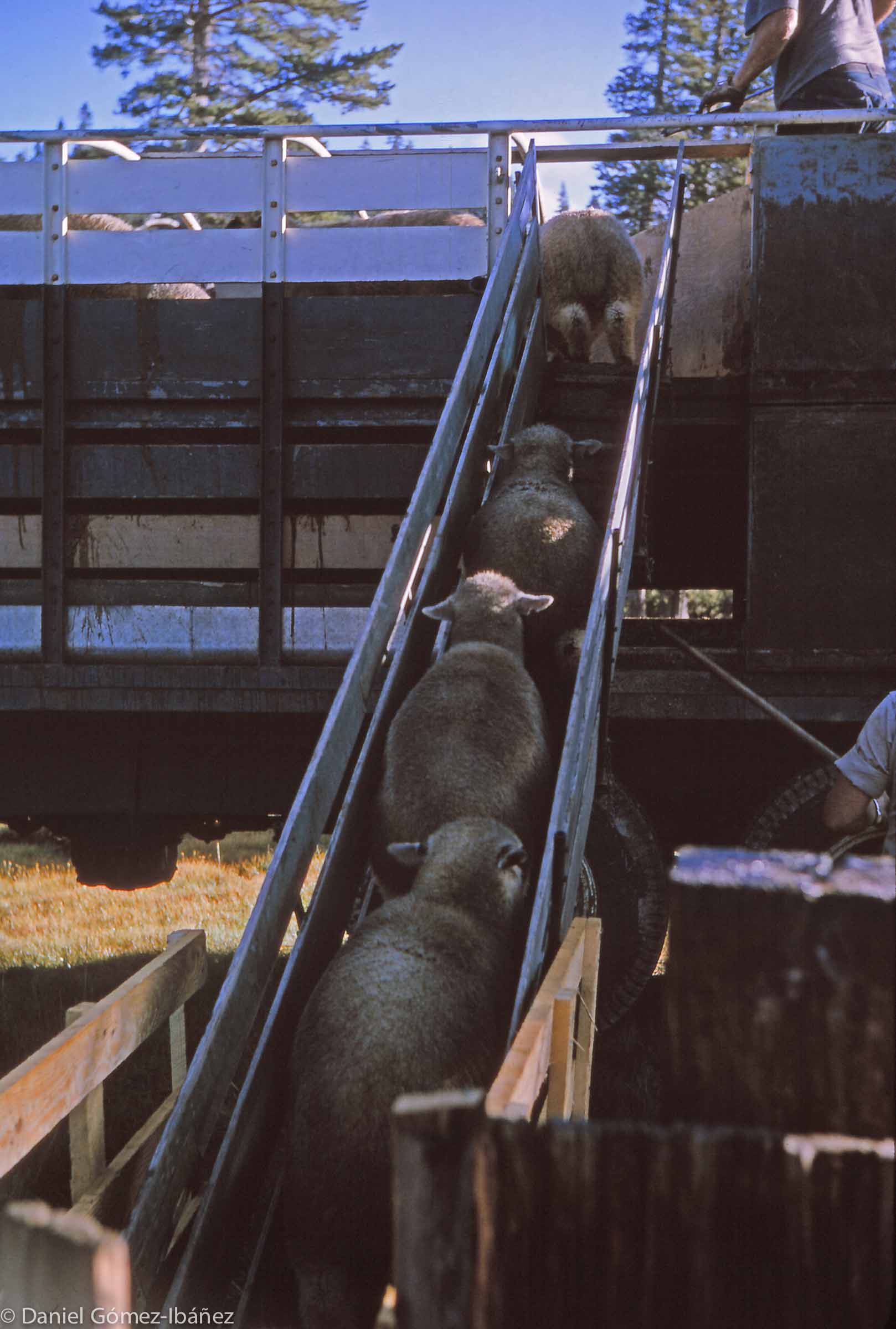 The meat buyer has arrived early in the morning with his trucks, and the lambs, born in February on the rolling hills east of Sacramento, now weigh as much as the ewes.