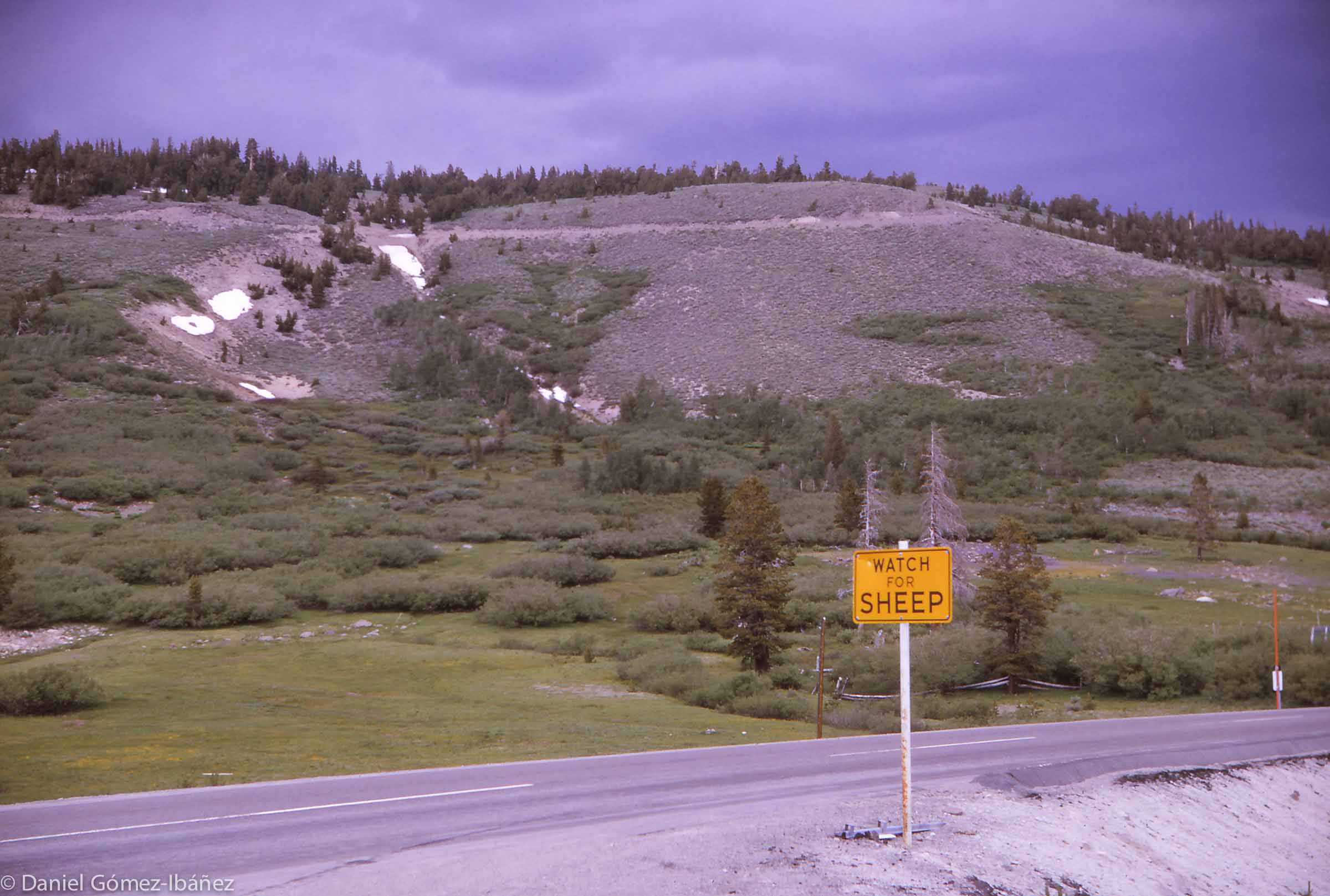 In the mountains of the Western United States high-altitude meadows can make rich summer pastures. These are open, unfenced rangelands, so flocks must be constantly watched and herded.